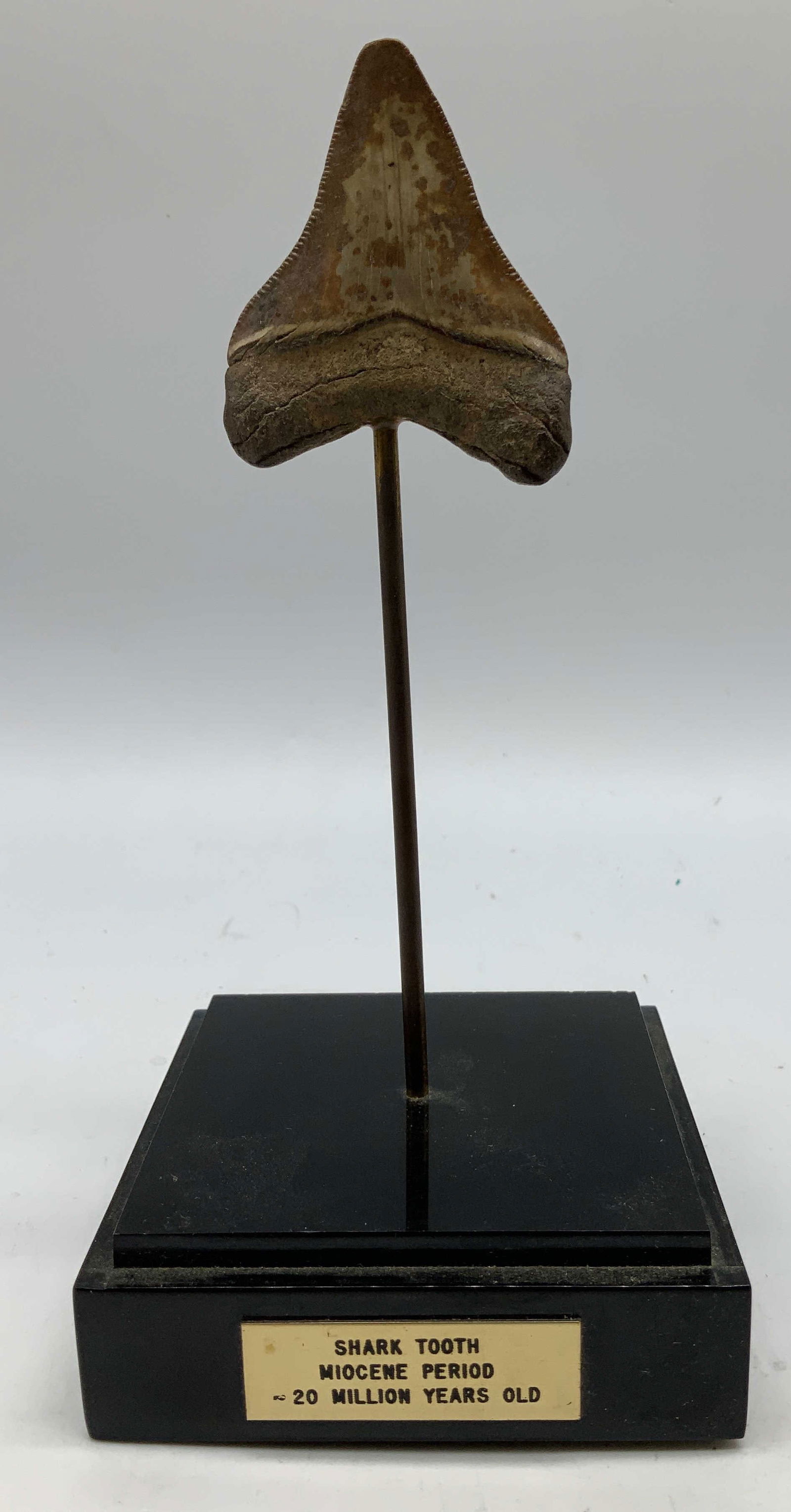 Collectible Fossilized Shark Tooth Miocene Period (1 of 6)