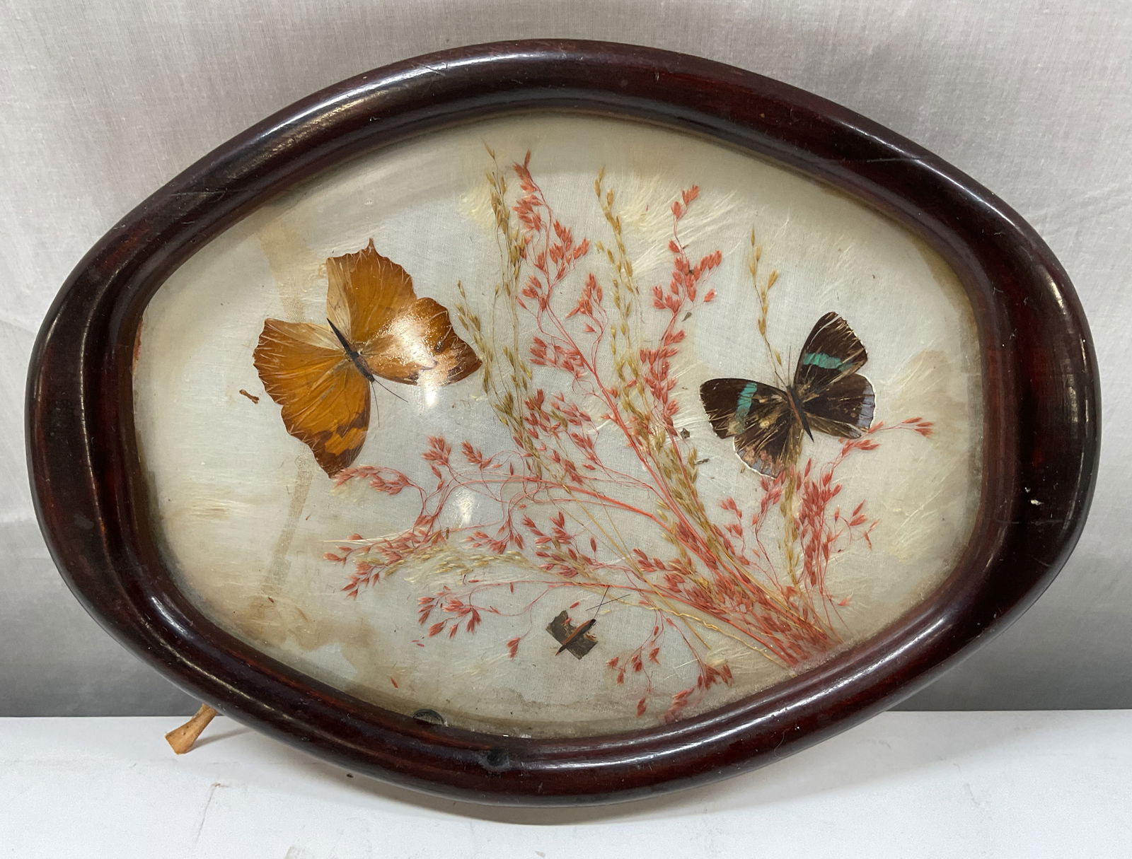 Taxidermy Butterfly Display In Oval Wooden Frame (1 of 12)