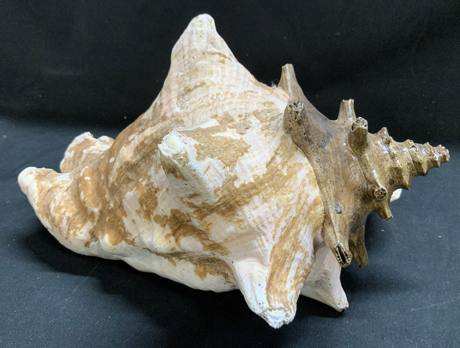 Natural Conch Shell Decor 9.8in. (1 of 6)