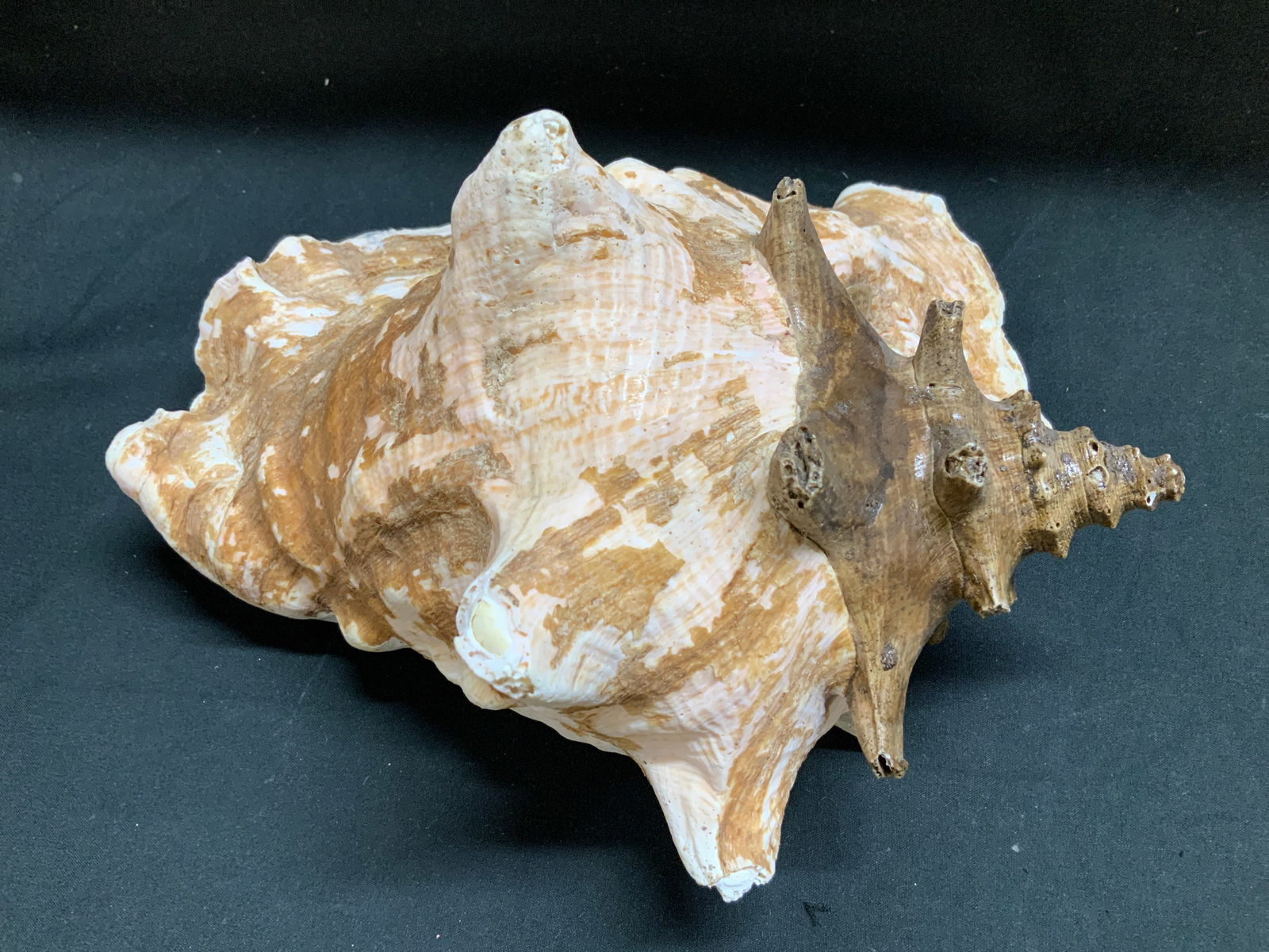 Natural Conch Shell Decor 9.8in. - 3