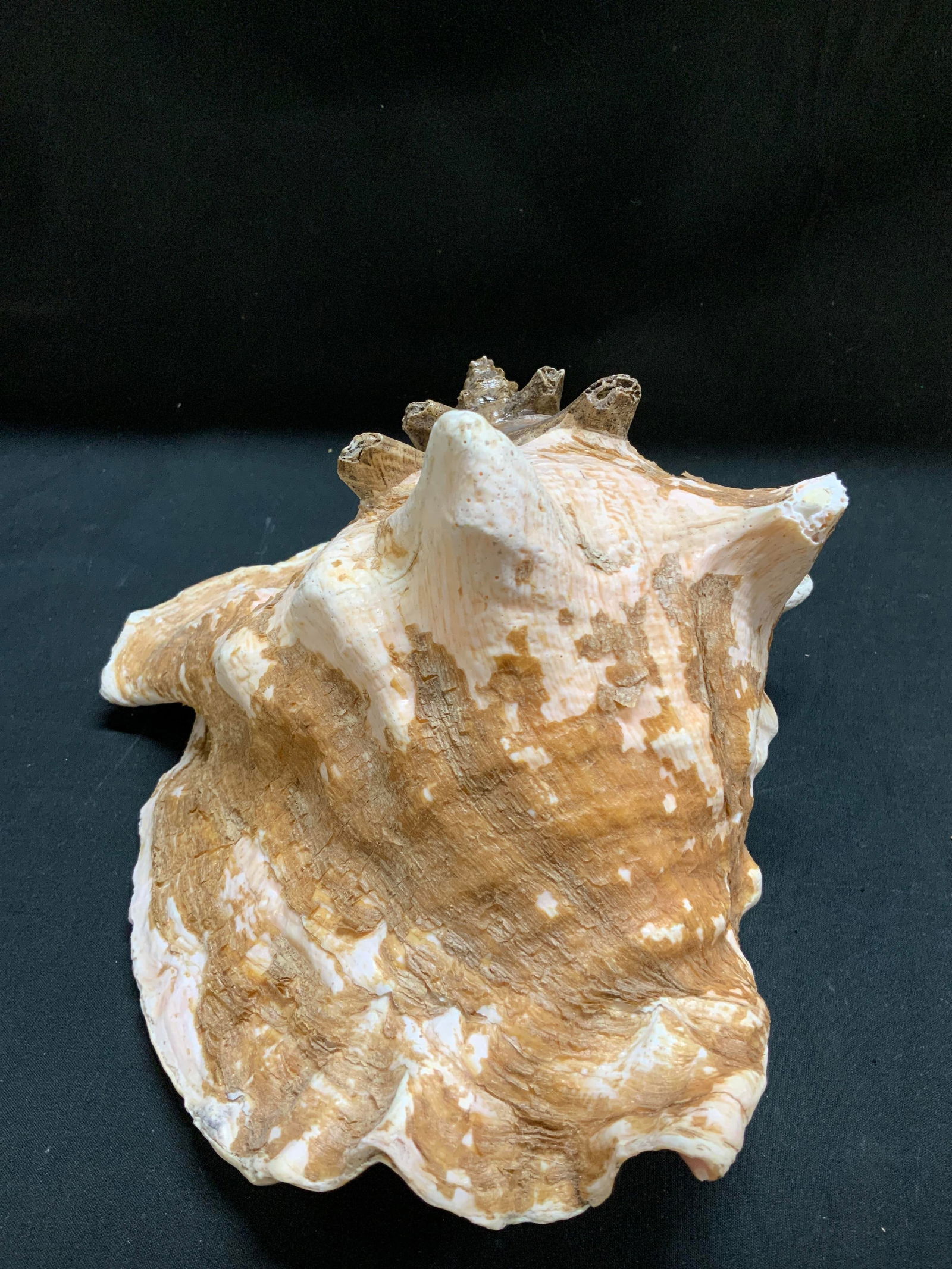 Natural Conch Shell Decor 9.8in. - 5