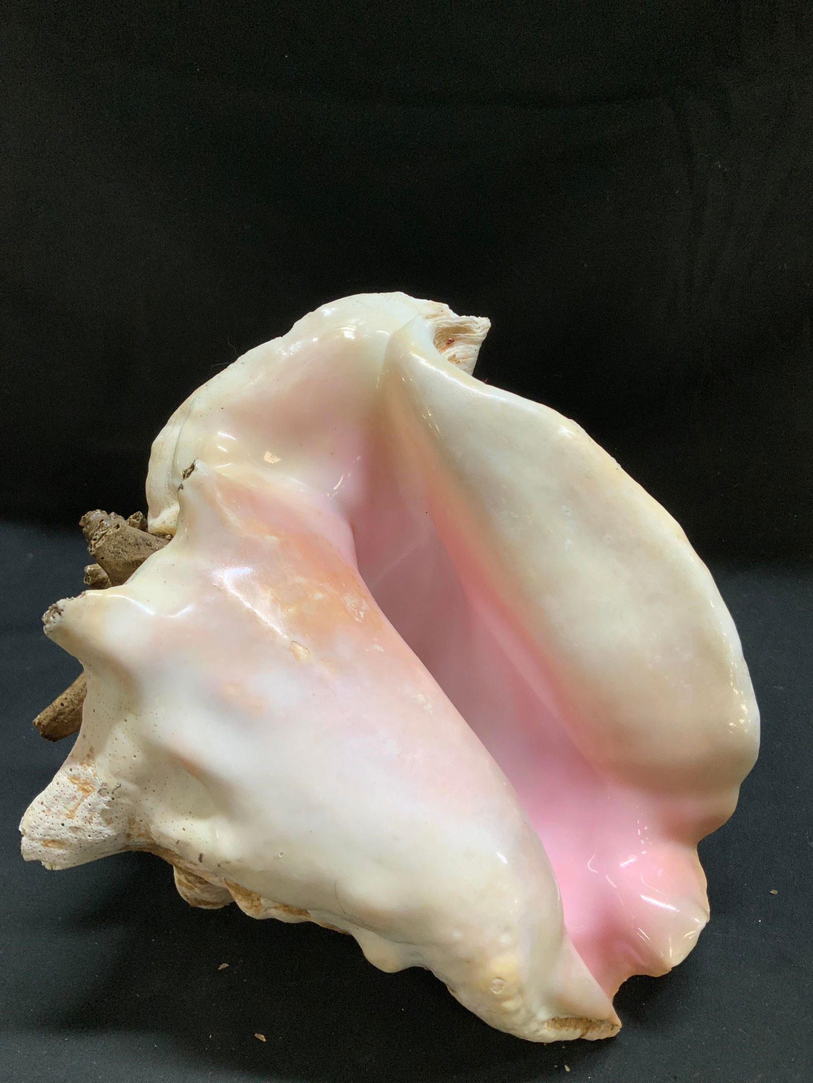 Natural Conch Shell Decor 9.8in. - 6