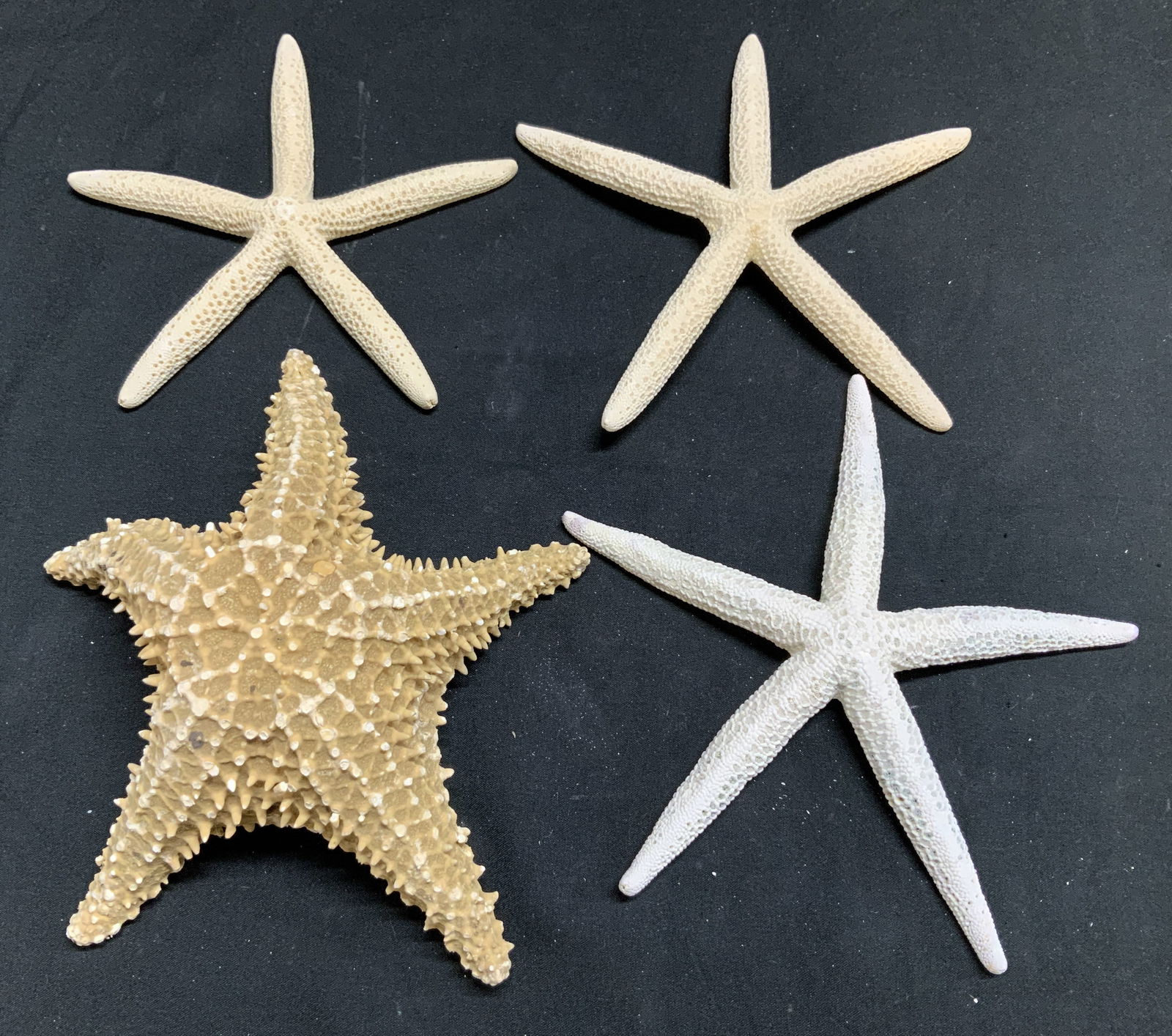Lot 4 Natural Starfish Specimens: Lot includes, 4 natural starfish specimens featuring a textured finish. Varys in size. Yellow & white toned. Lot is sold as is. Surface wear consistent to age, use & exposure. Property of opera