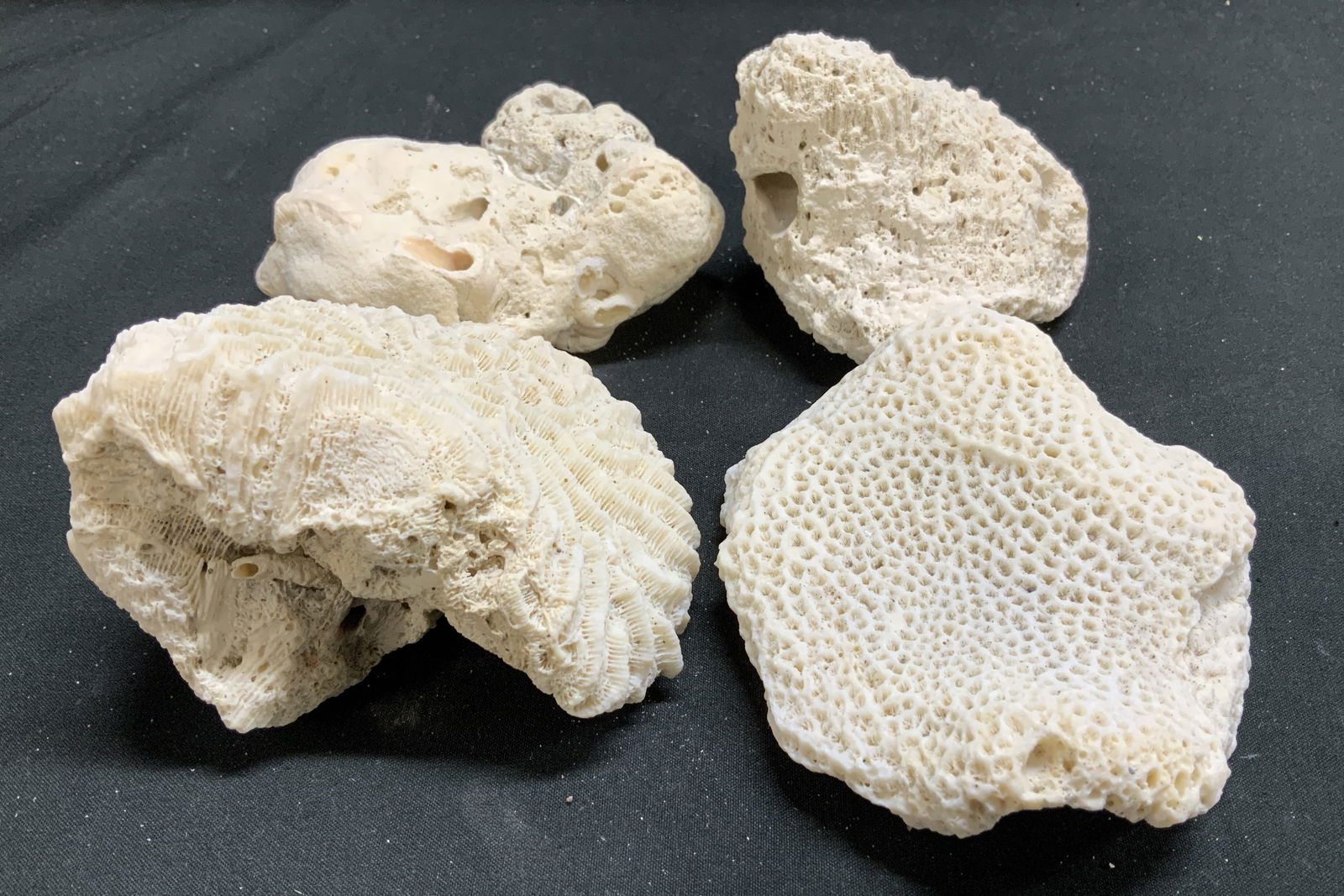 Lot 4 Natural White Coral Specimens (1 of 6)