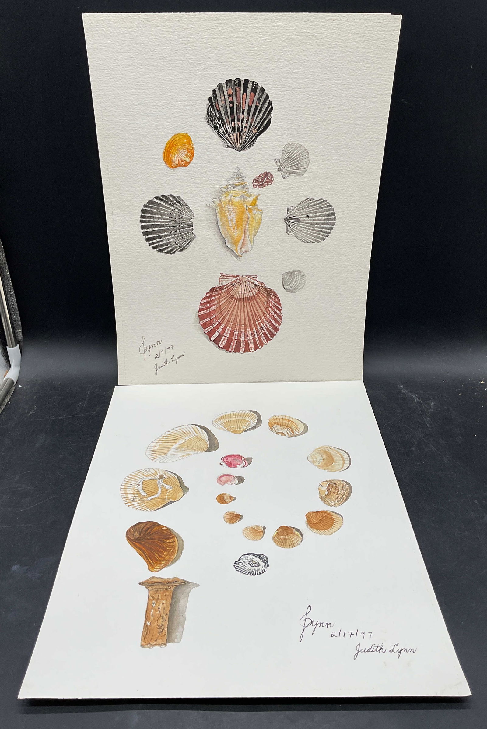 2 Judith Lynn Seashells Watercolor Paintings: Lot of 2 watercolor paintings on paper. Signed Judith Lynn. Still life seashells. Measures approx. 16 x 12 inches. some wear consistent with exposure. Property of opera singers estate from the renowne