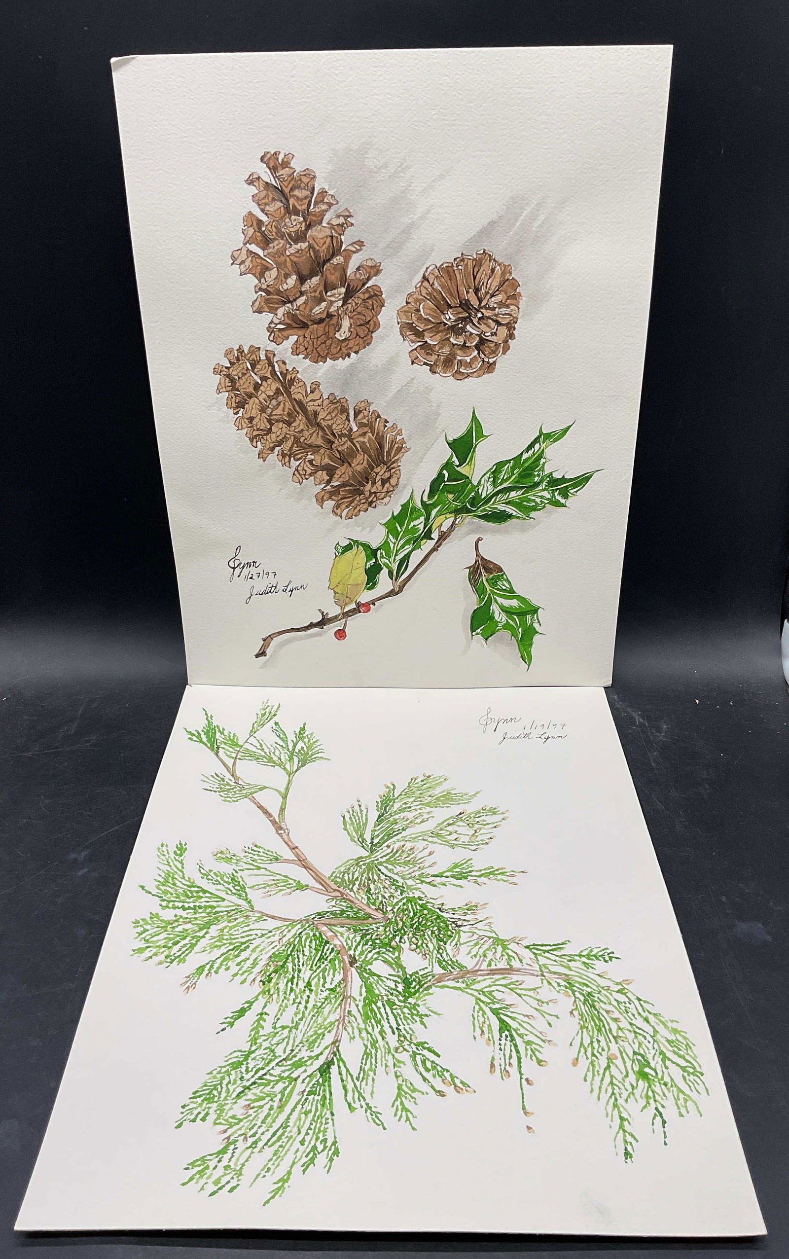 Lot 2 Judith Lynn Pine Watercolor Paintings: Lot of 2 Watercolor paintings on paper. Signed Judith Lynn. Pine branch and pine cones and Holly. Measures approx 12 x 16 inches. Some wear consistent with exposure. Property of opera singers