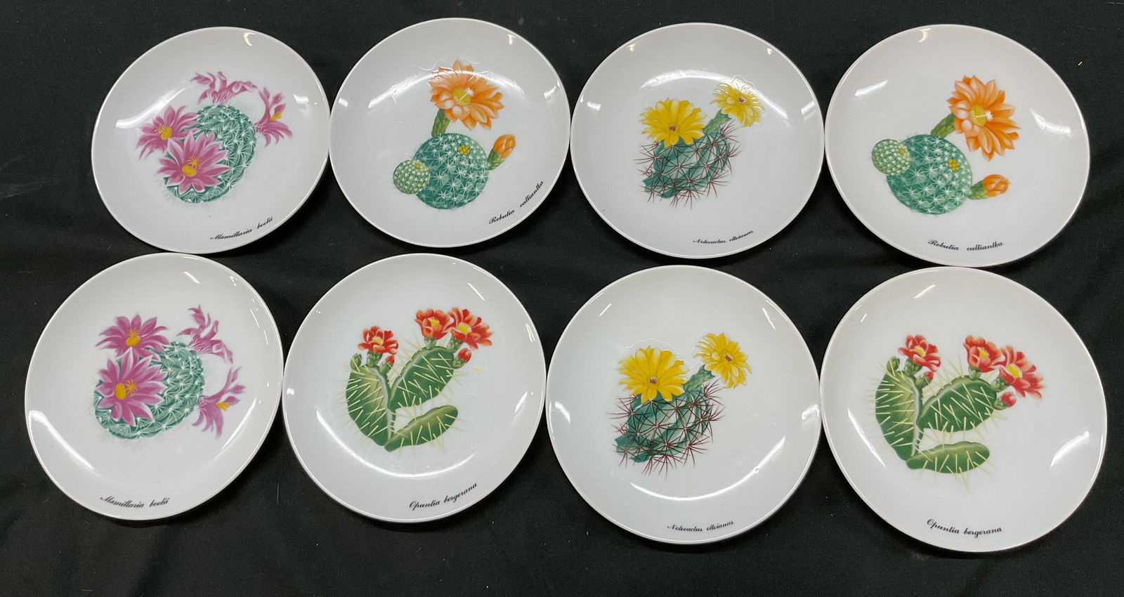 Lot 8 The Shafford Co. Garden Club Series Plates: Lot of 8 ceramic plates. Marked on underside, reads as follows Desert Flower Garden Club Series Exclusive Design By The Shafford Co. Features designs of various desert flowers including