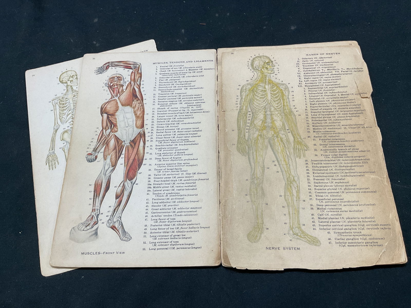 1942 1st Ed Atlas Human Anatomy Illus Bk Frohse+ (1 of 10)