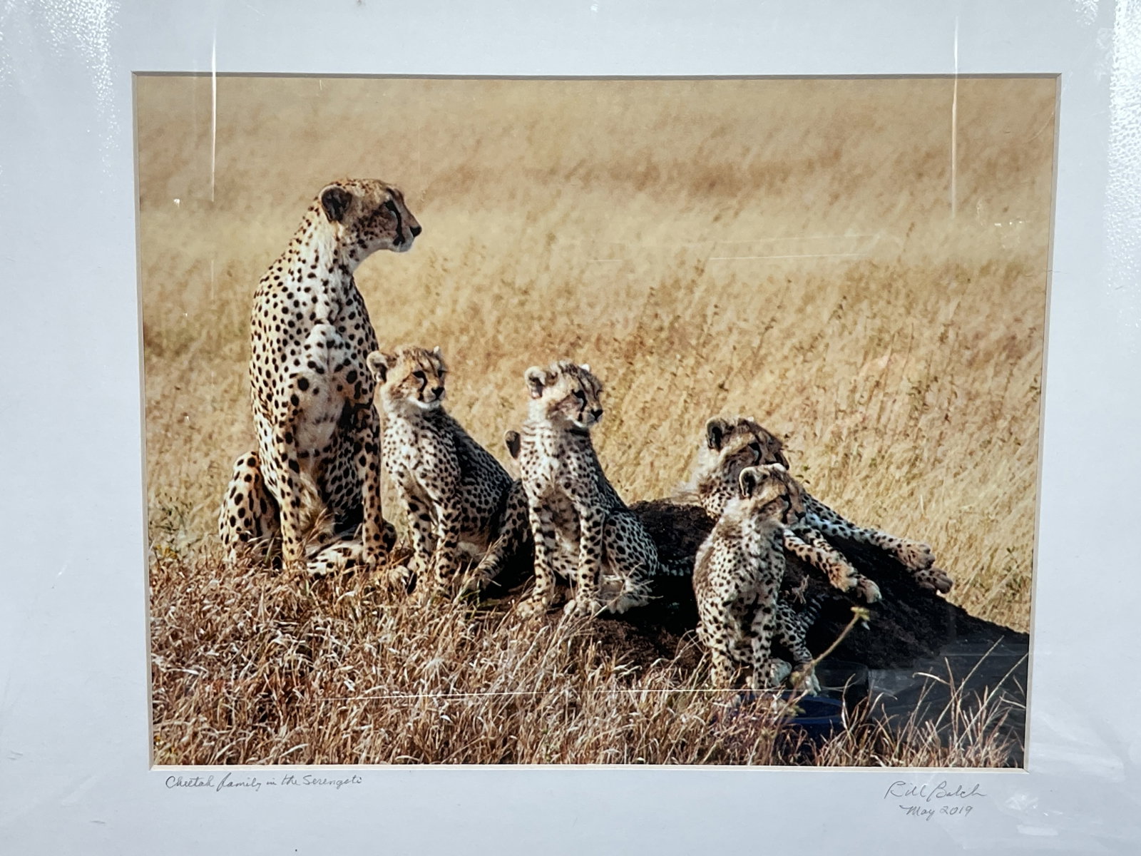 Signed Bill Balch Cheetah Family Photograph 2019: Framed and matted photograph. Signed on the mat, Bill Balch, 2019. Cheetah Family in the Serengeti. Black frame. Not examined out of frame. Frame measures approx. 16.5 x 20.5 inches. Some wear consist