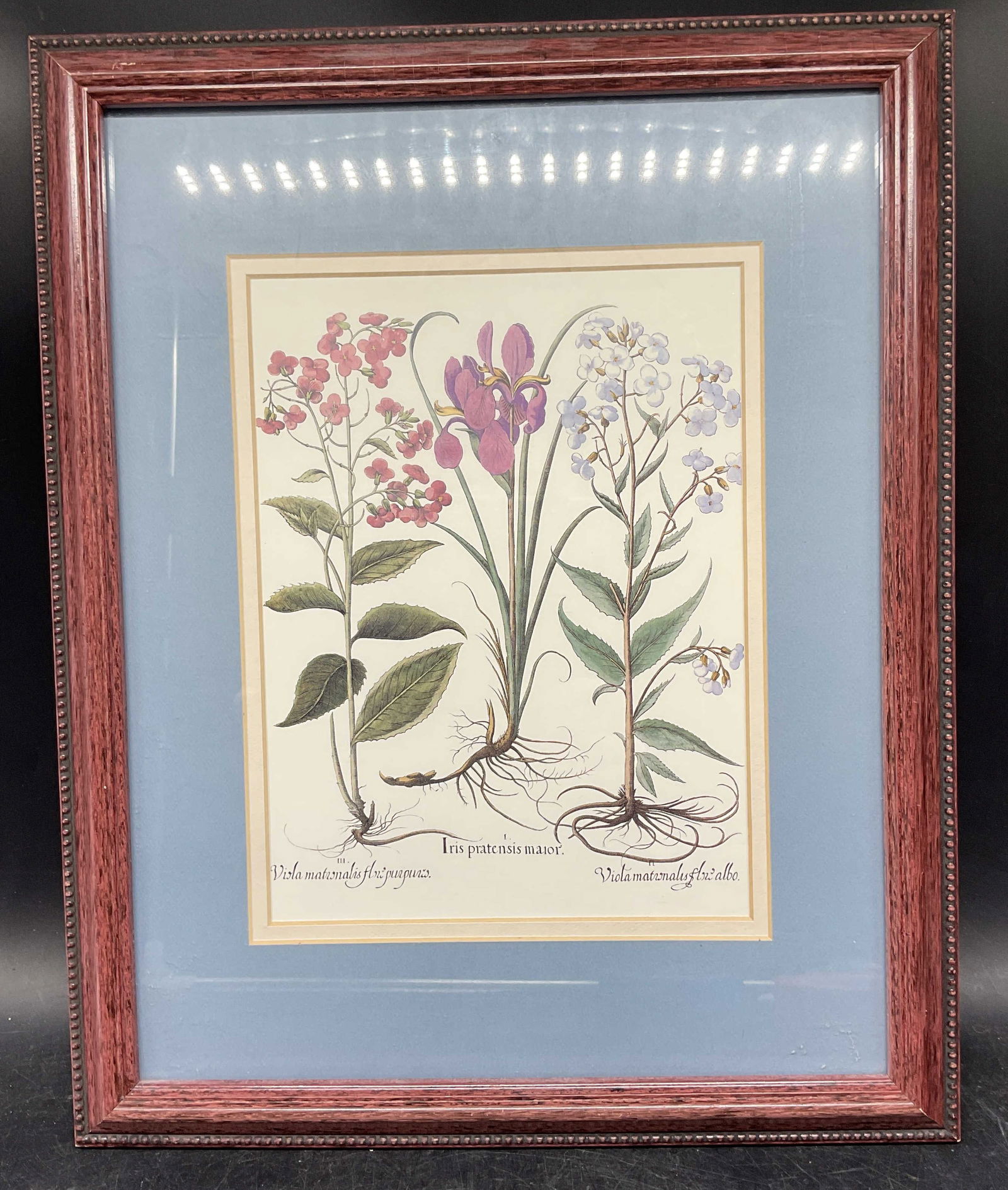 Framed Iris & Violet Botanical Lithograph (1 of 6)