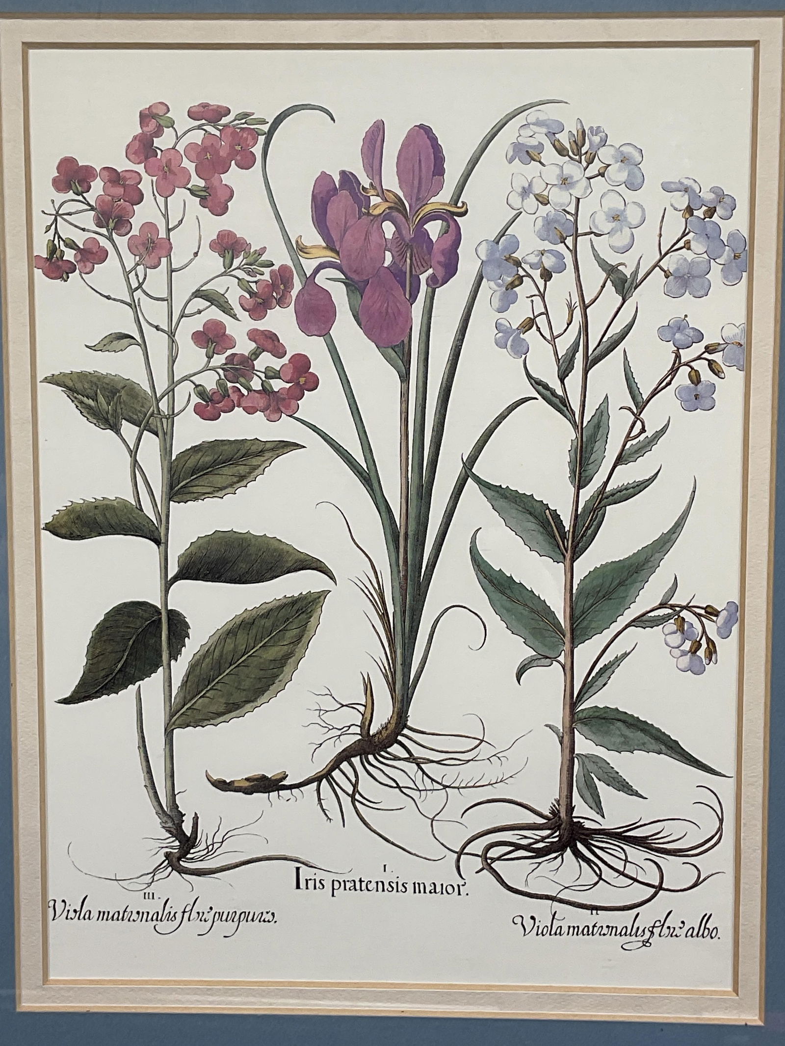 Framed Iris & Violet Botanical Lithograph - 2