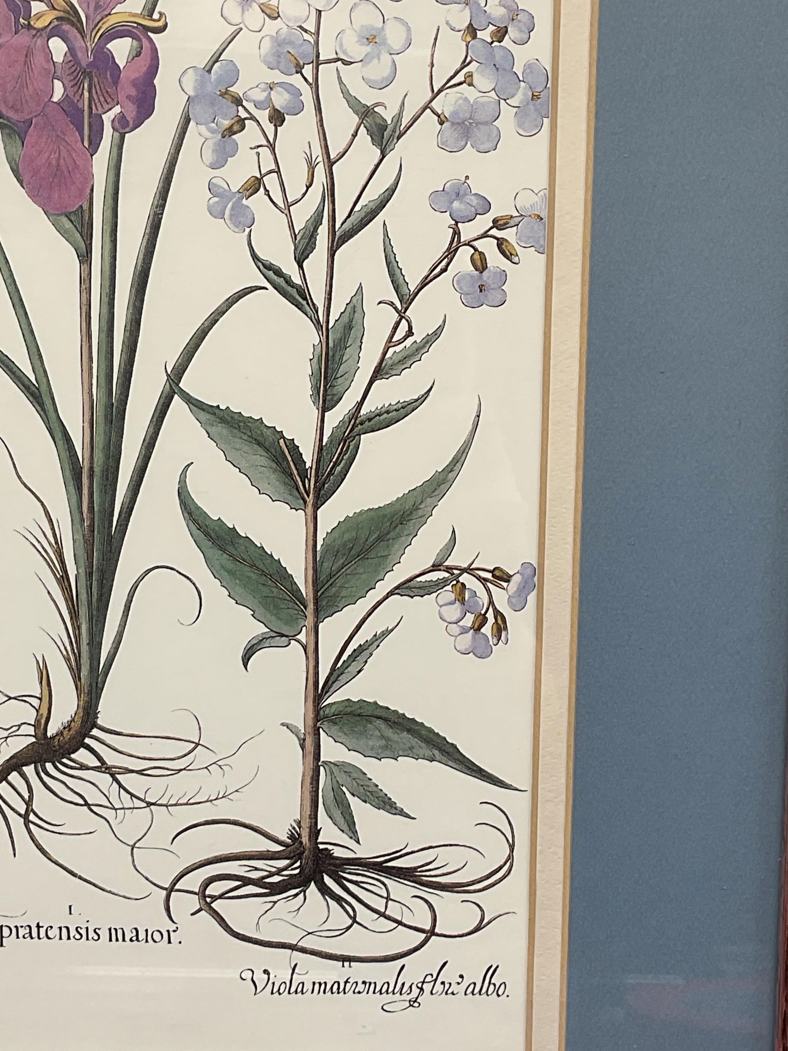 Framed Iris & Violet Botanical Lithograph - 3