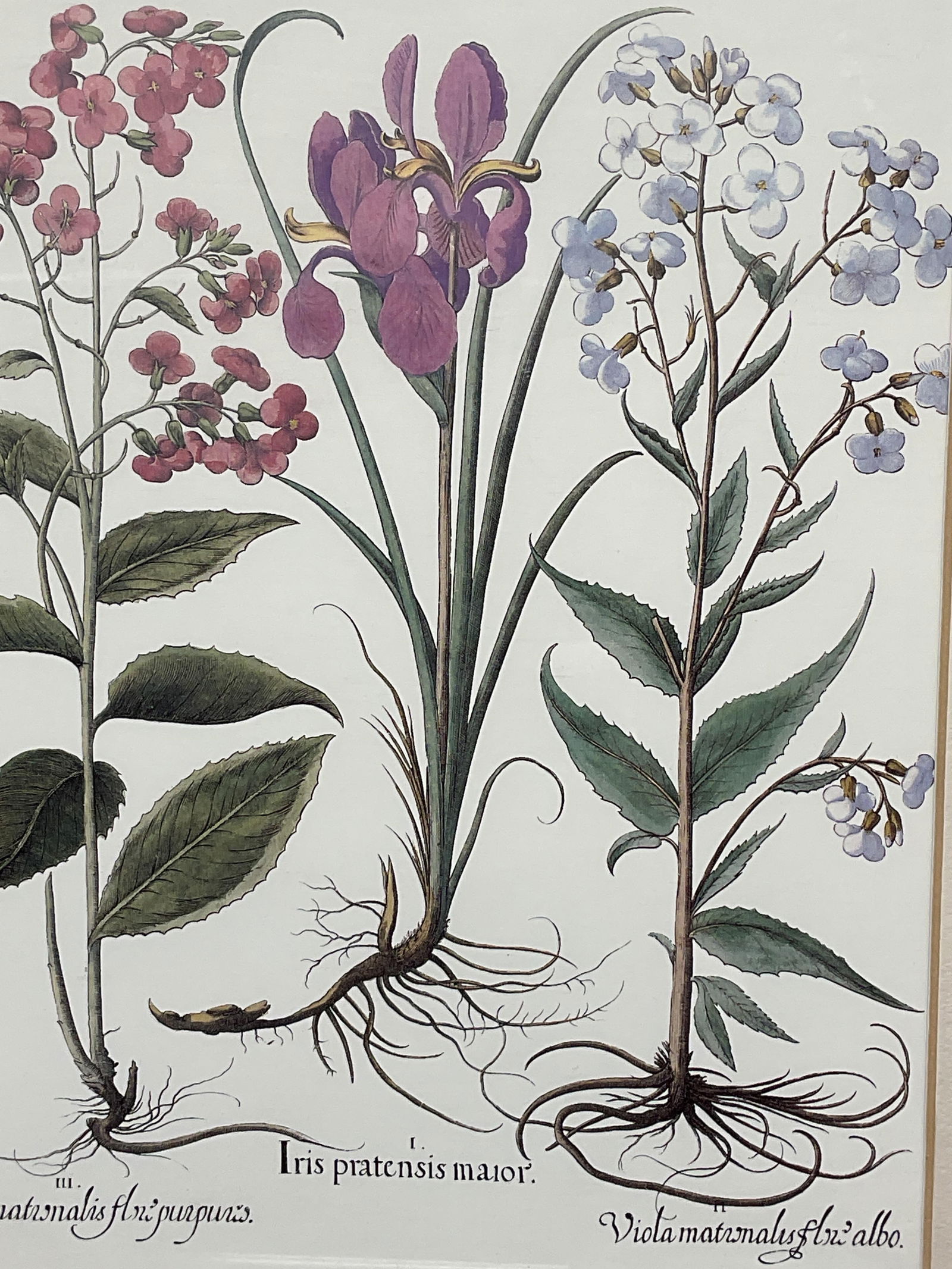 Framed Iris & Violet Botanical Lithograph - 4