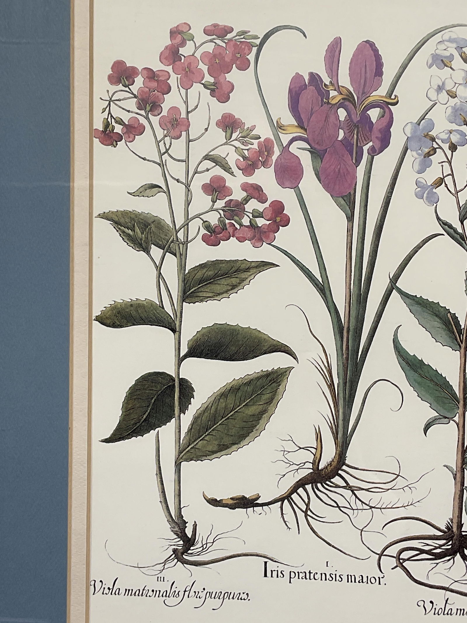 Framed Iris & Violet Botanical Lithograph - 5