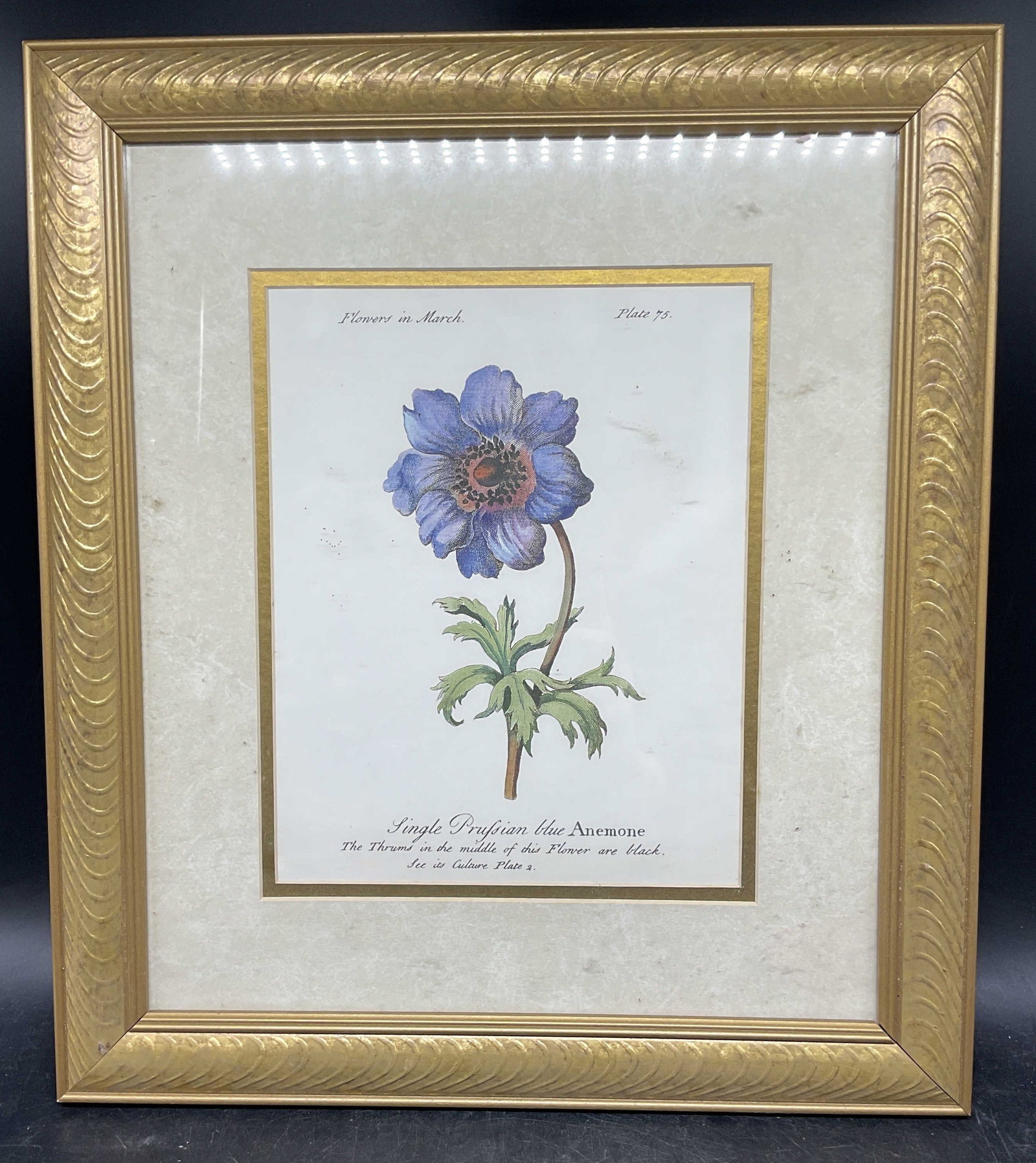 Framed Prussian Blue Anemone Lithograph: Framed and matted lithograph. Prussian blue anemone from Flowers In March. Gilt wood frame. Not examined out of frame. Frame measures approx. 16.5 x 14.5 inches. Some wear consistent with