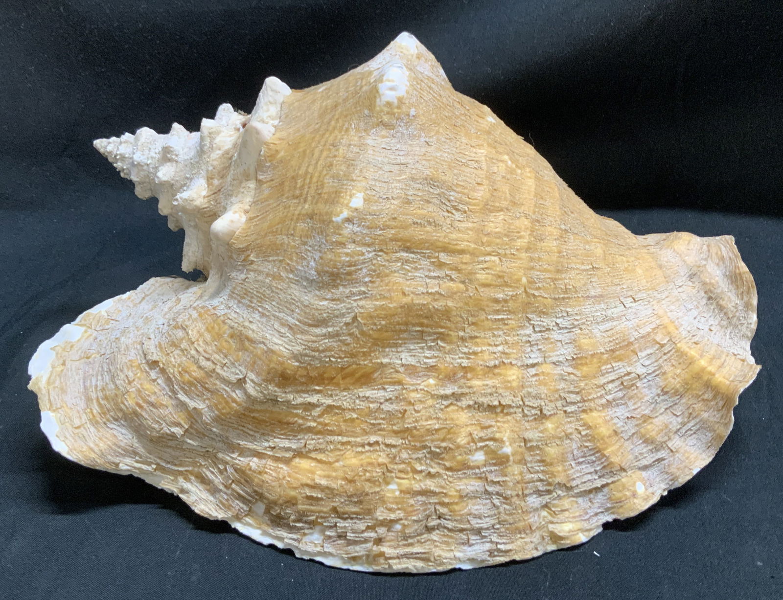 Natural Conch Shell Decor (1 of 6)