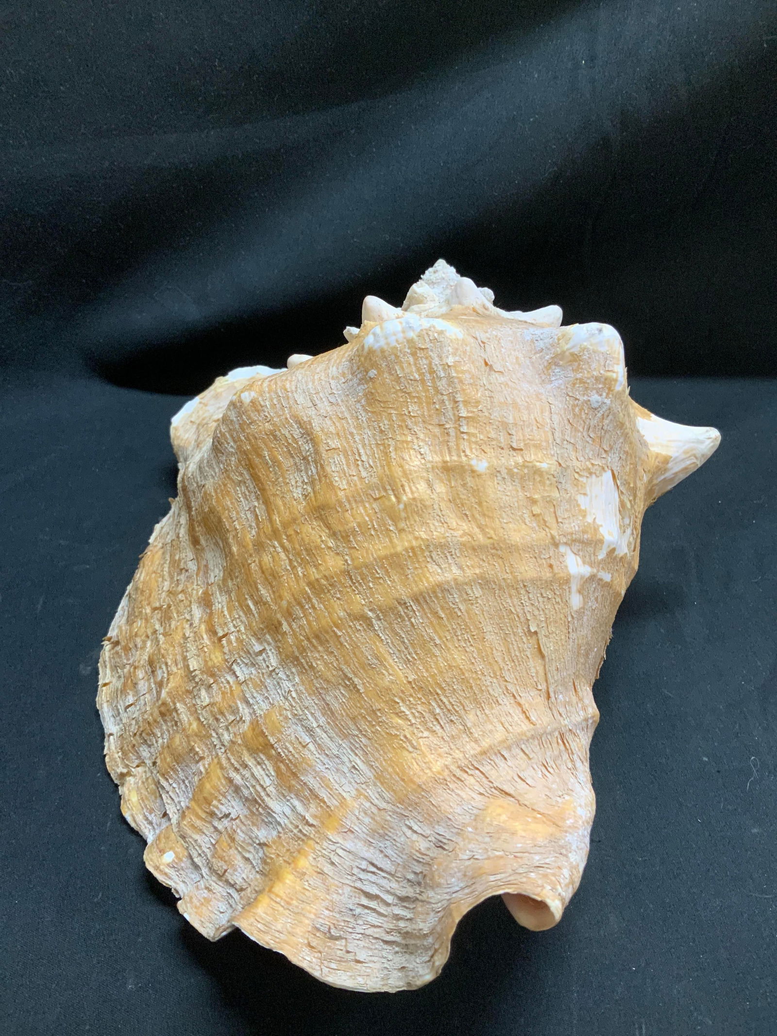 Natural Conch Shell Decor - 2