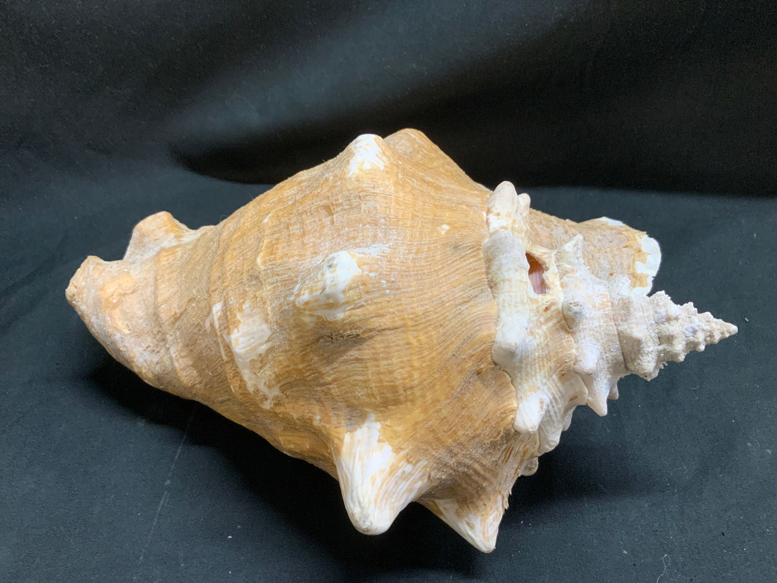 Natural Conch Shell Decor - 3
