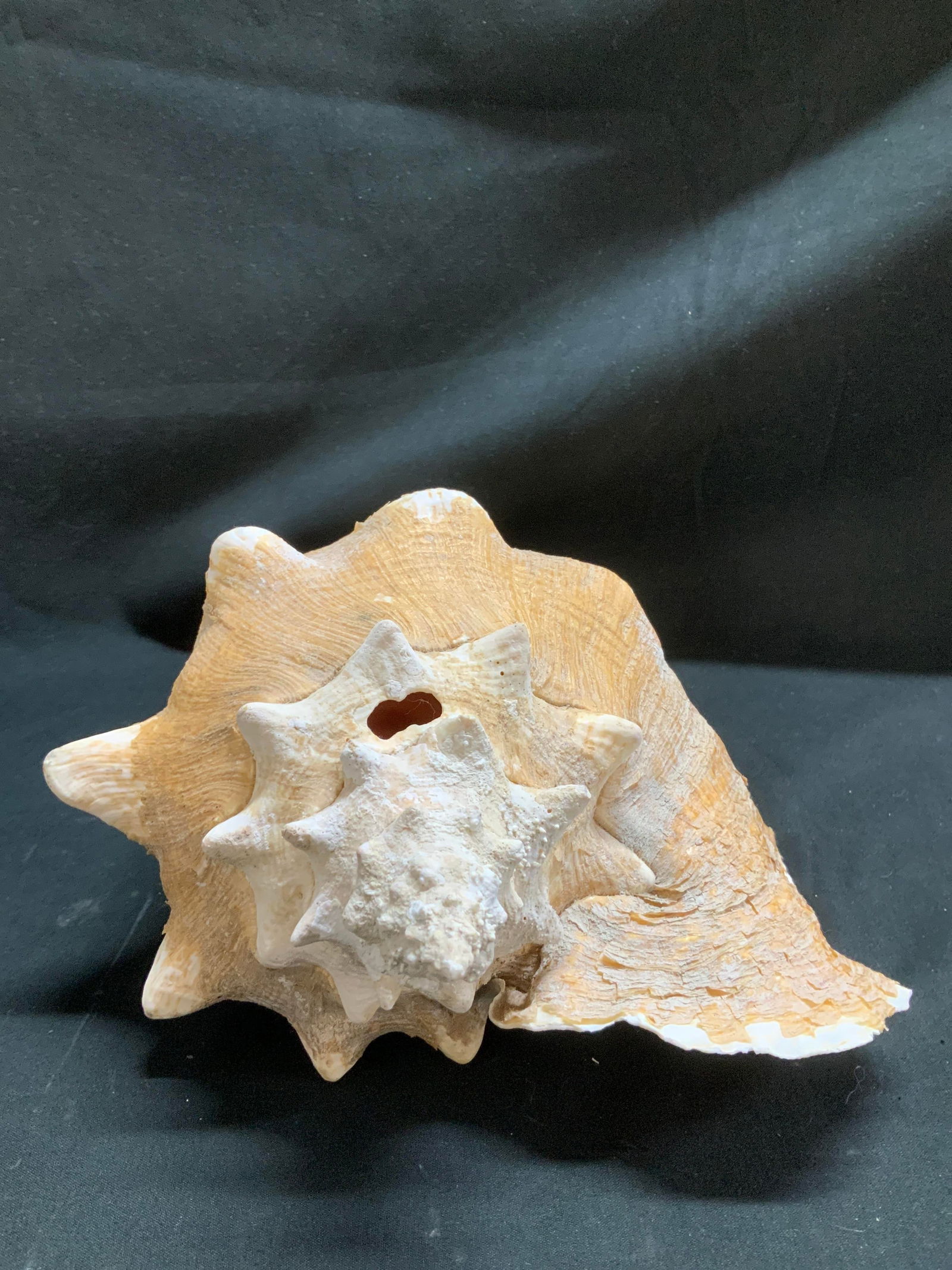 Natural Conch Shell Decor - 4