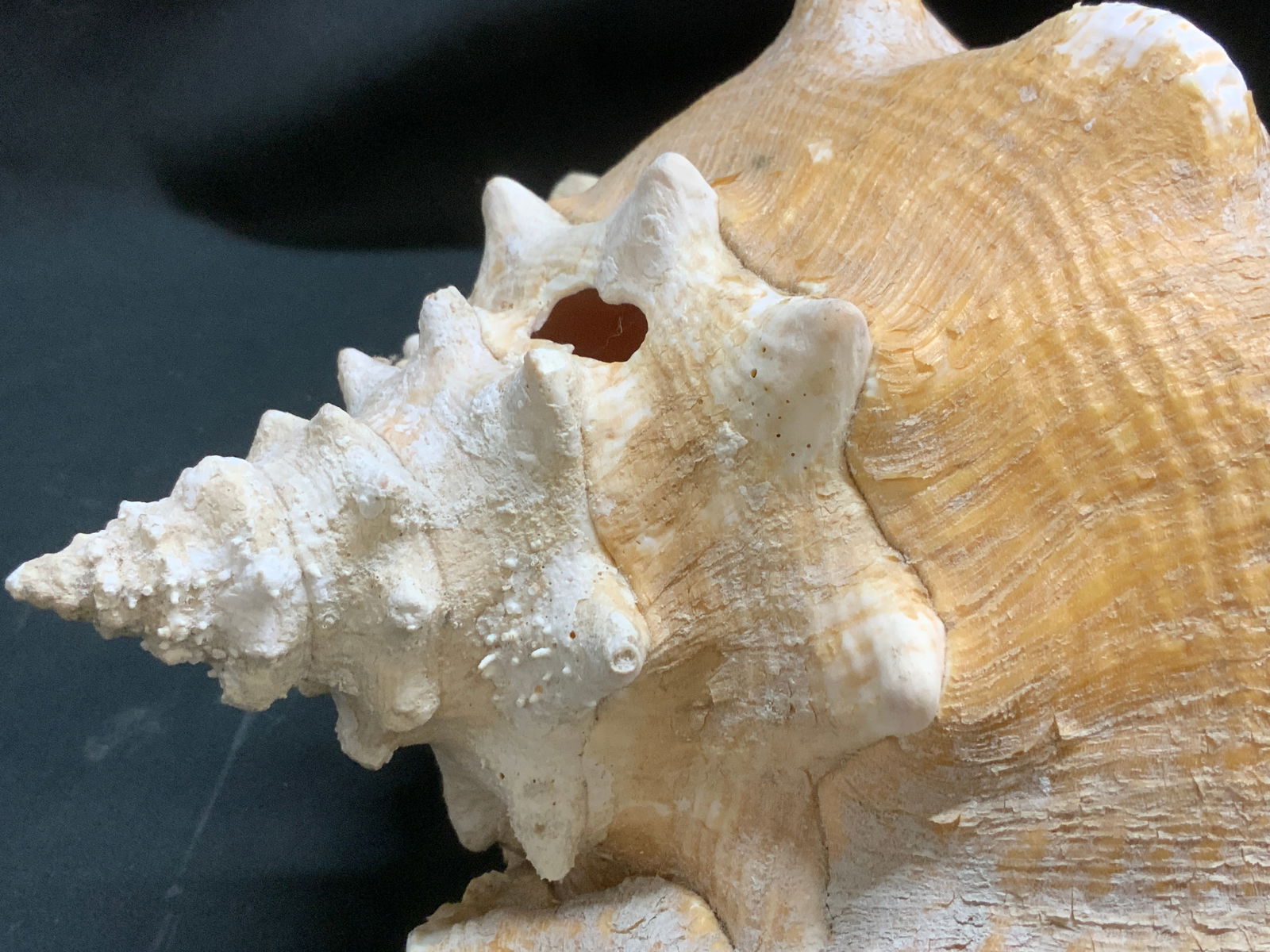 Natural Conch Shell Decor - 5