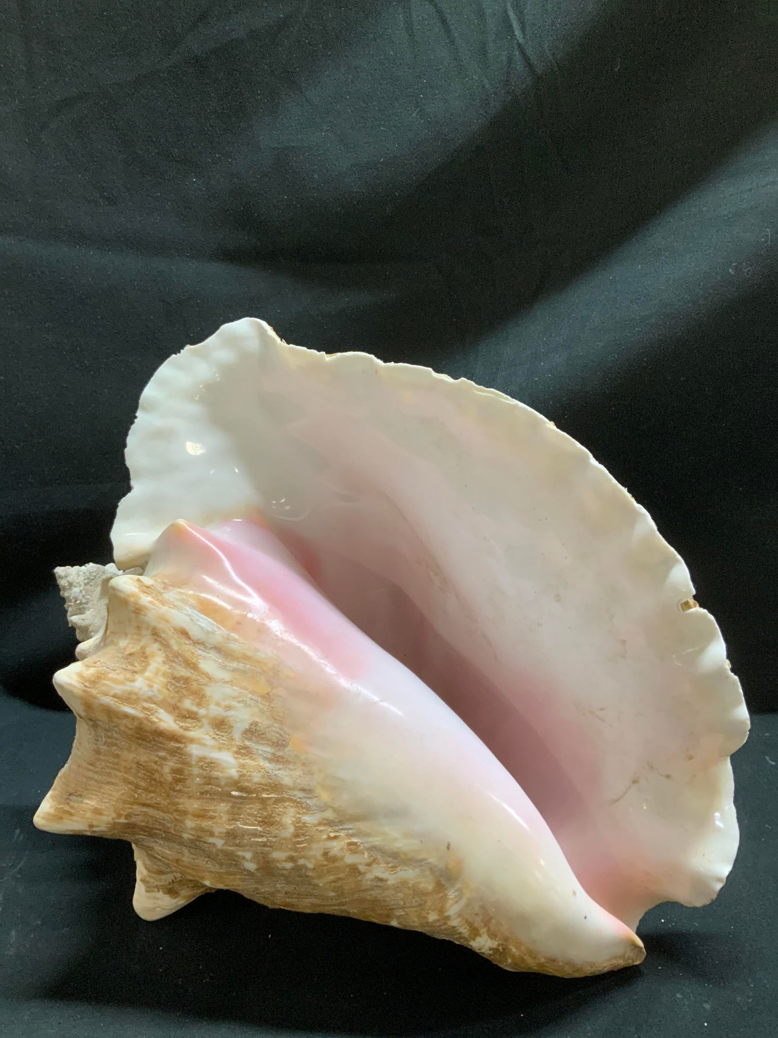 Natural Conch Shell Decor - 6