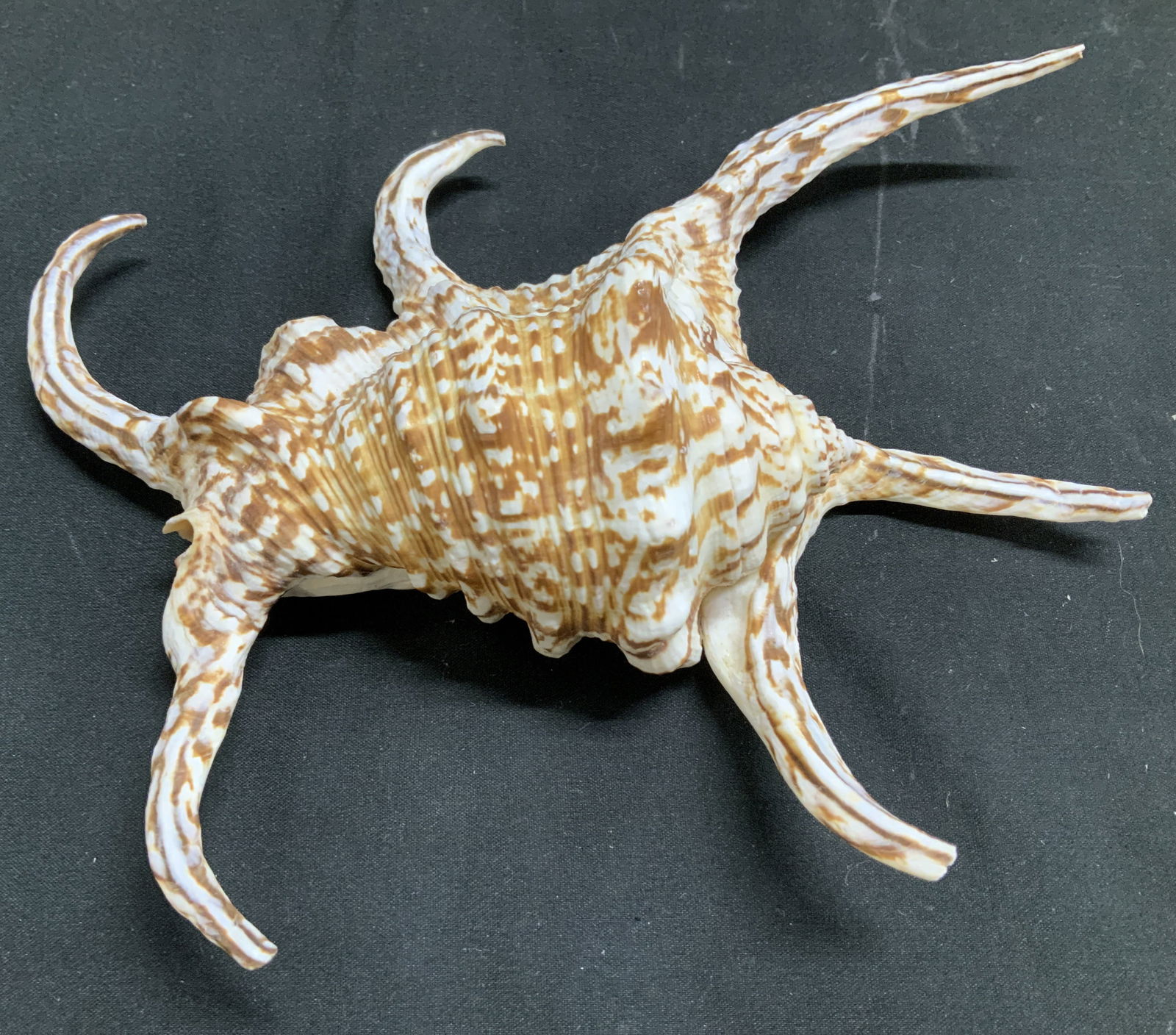 Chiragra Spider Conch Shell (1 of 6)