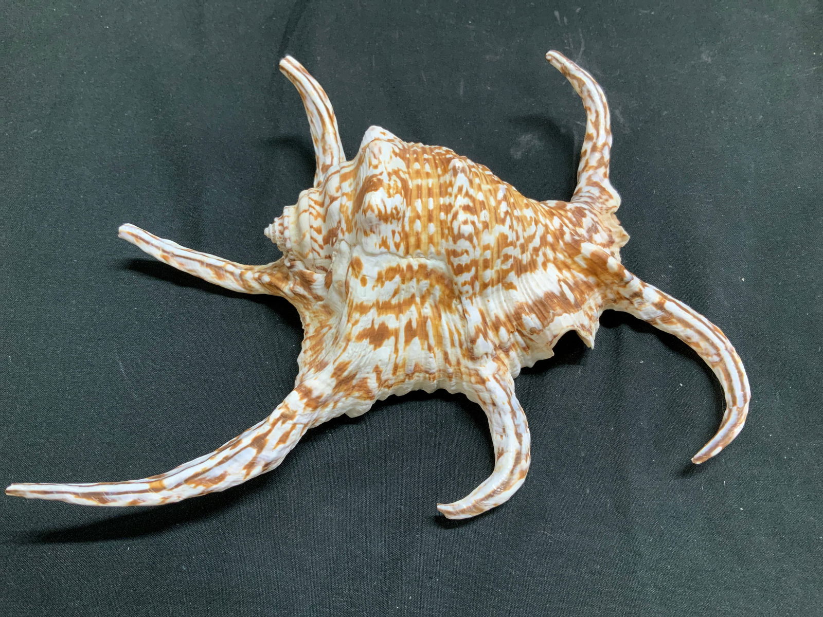 Chiragra Spider Conch Shell - 3