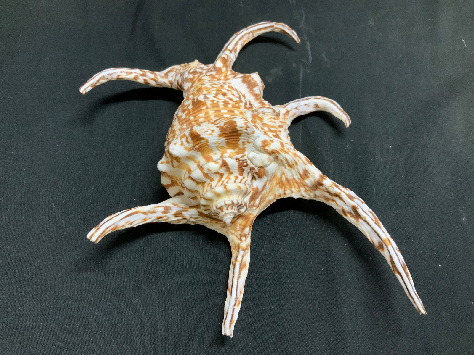 Chiragra Spider Conch Shell - 4