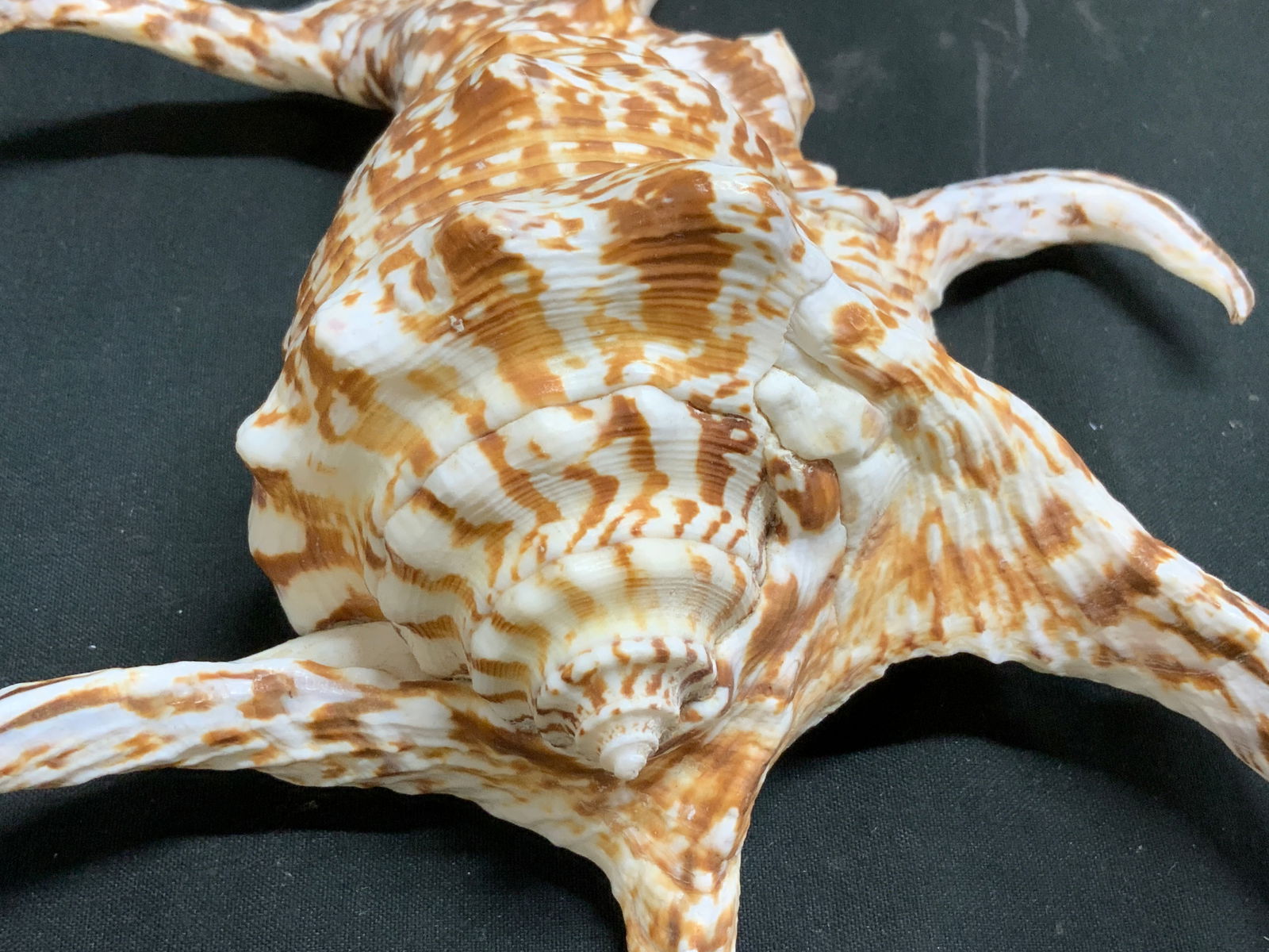 Chiragra Spider Conch Shell - 5