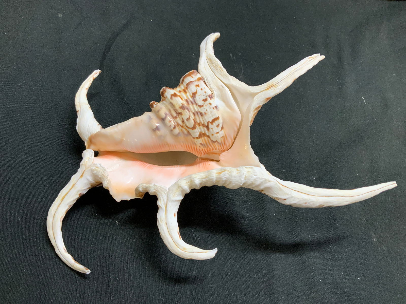 Chiragra Spider Conch Shell - 6