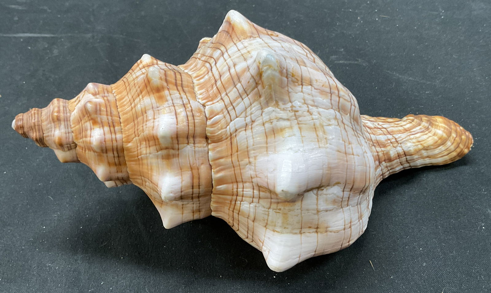 Striped Fox Conch Shell (1 of 8)