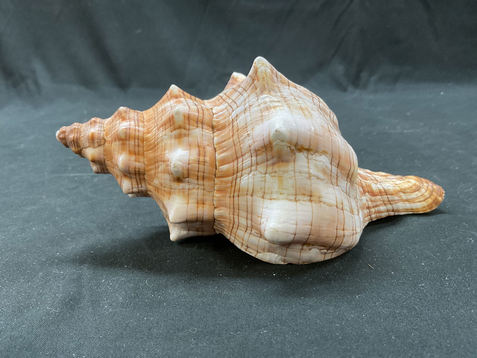 Striped Fox Conch Shell - 2