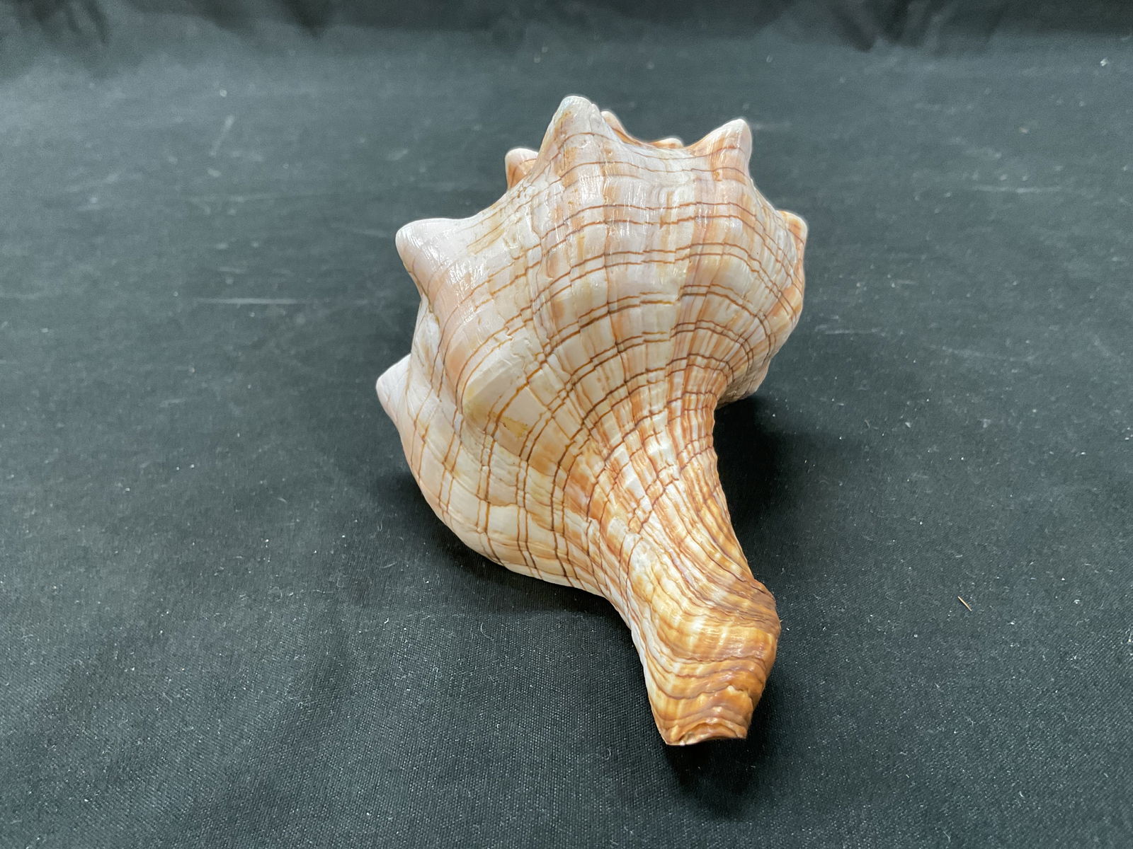 Striped Fox Conch Shell - 3