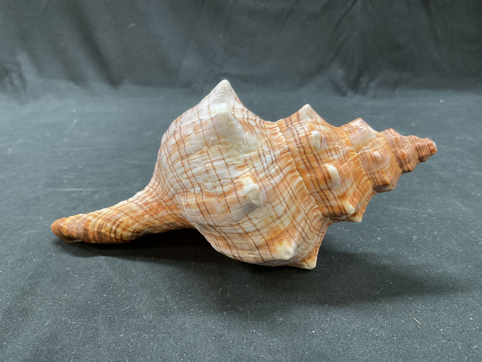 Striped Fox Conch Shell - 4