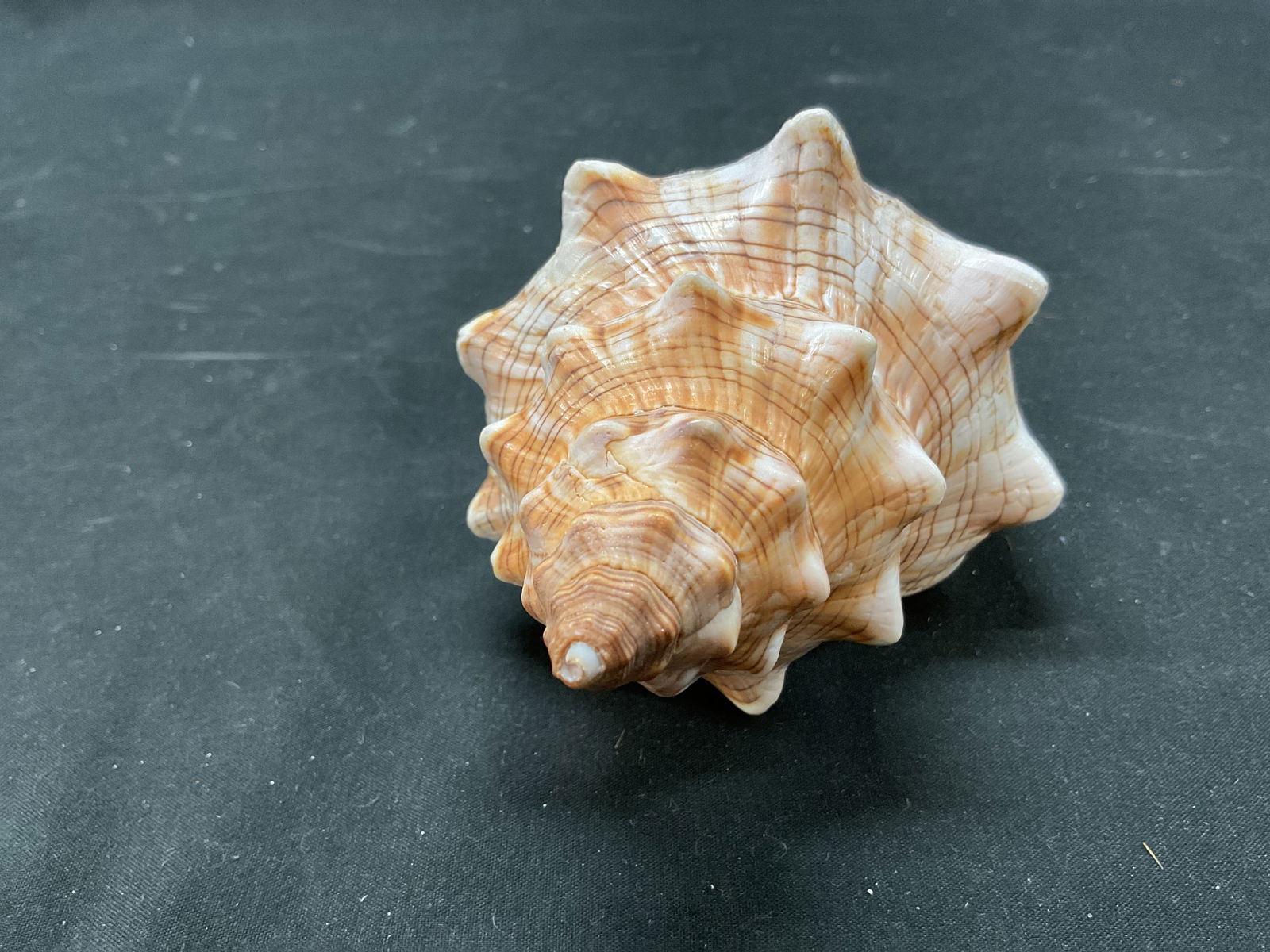 Striped Fox Conch Shell - 5