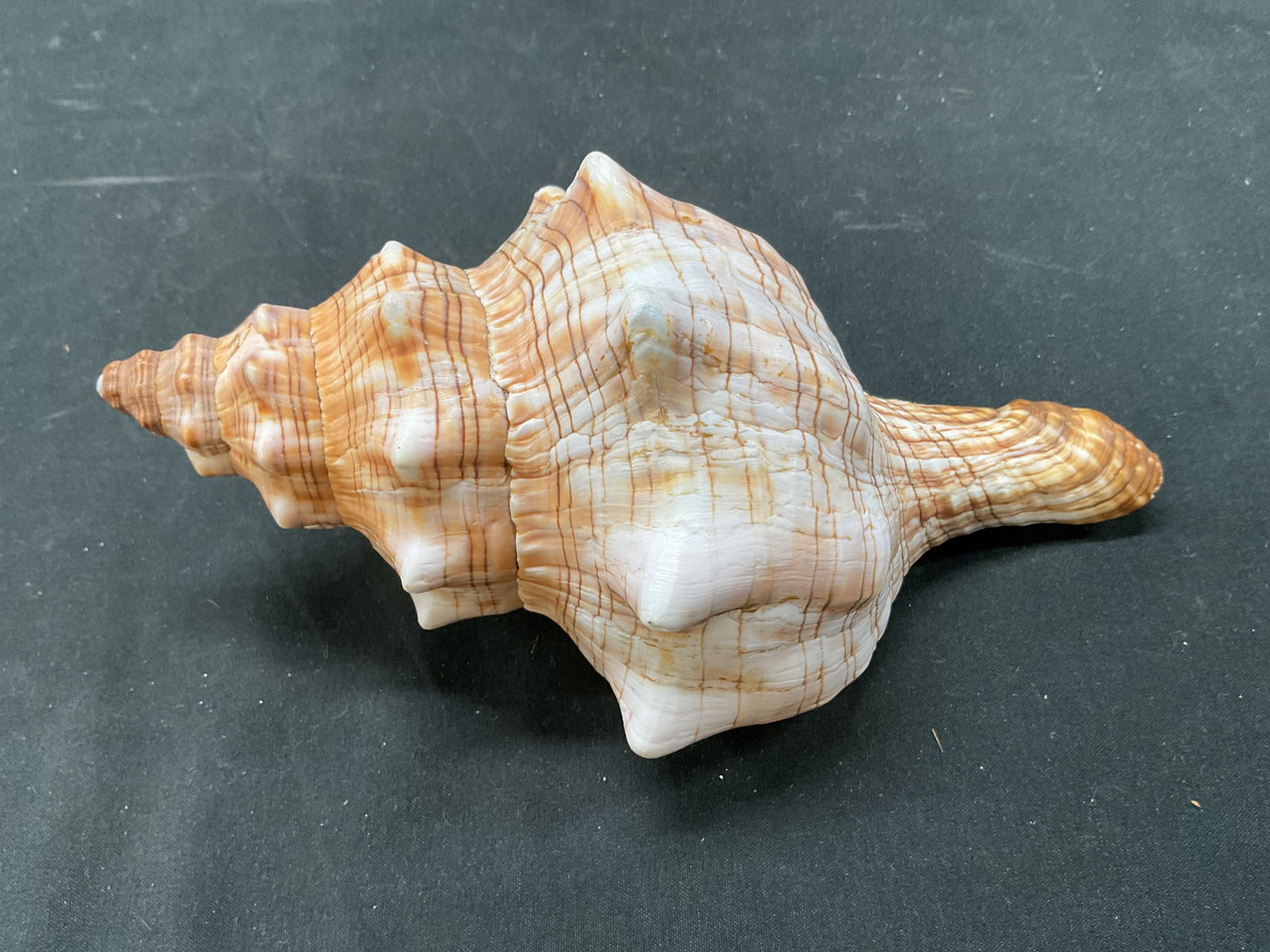 Striped Fox Conch Shell - 6