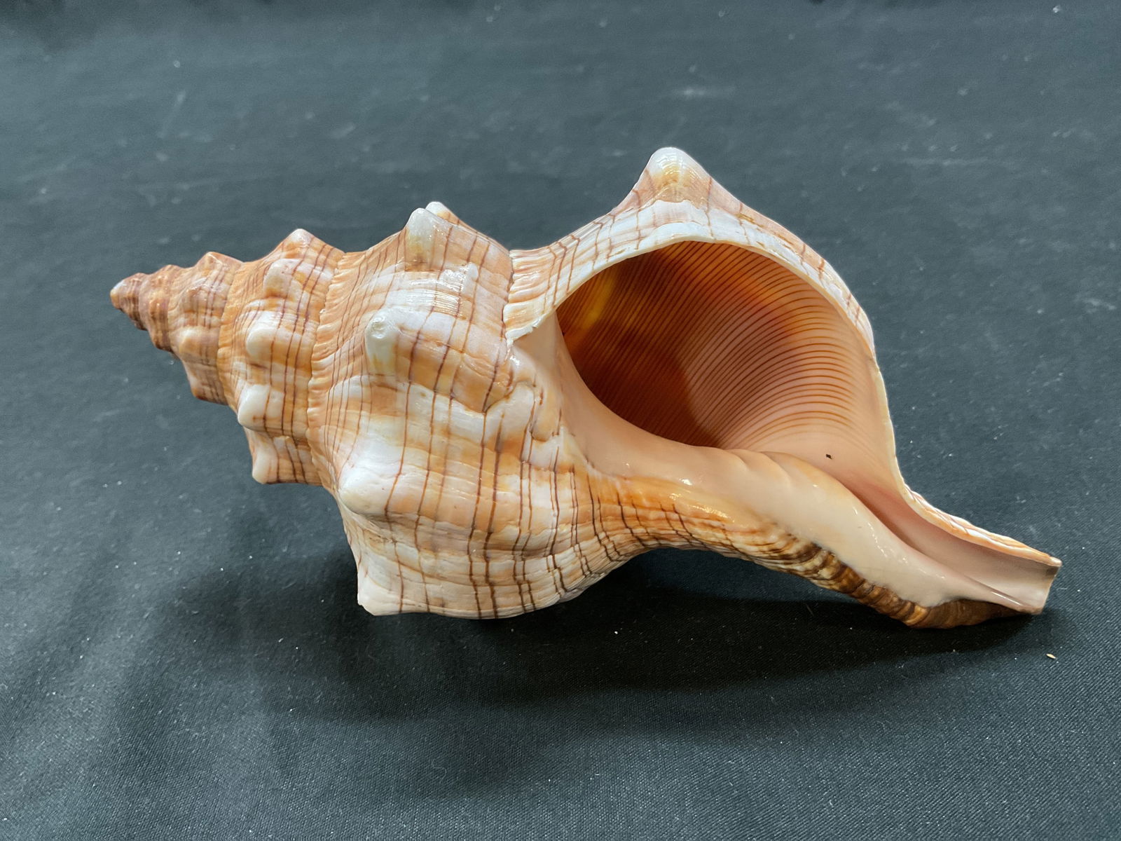 Striped Fox Conch Shell - 7