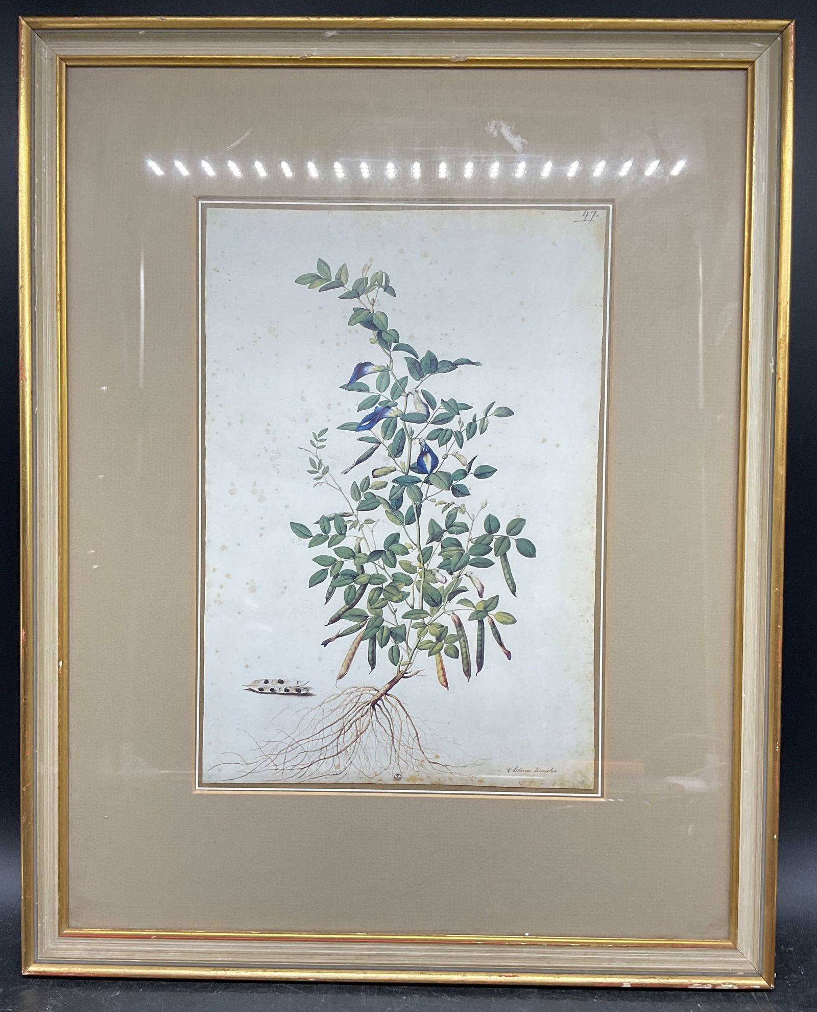 Framed Butterfly Pea Botanical Lithograph: Framed and matted reproduction botanical lithograph. Butterfly pea plant. Gilt wood frame. Not examined out of frame. Frame measures approx. 19 x 15 inches. Wear including scratching. Art, fine art pr