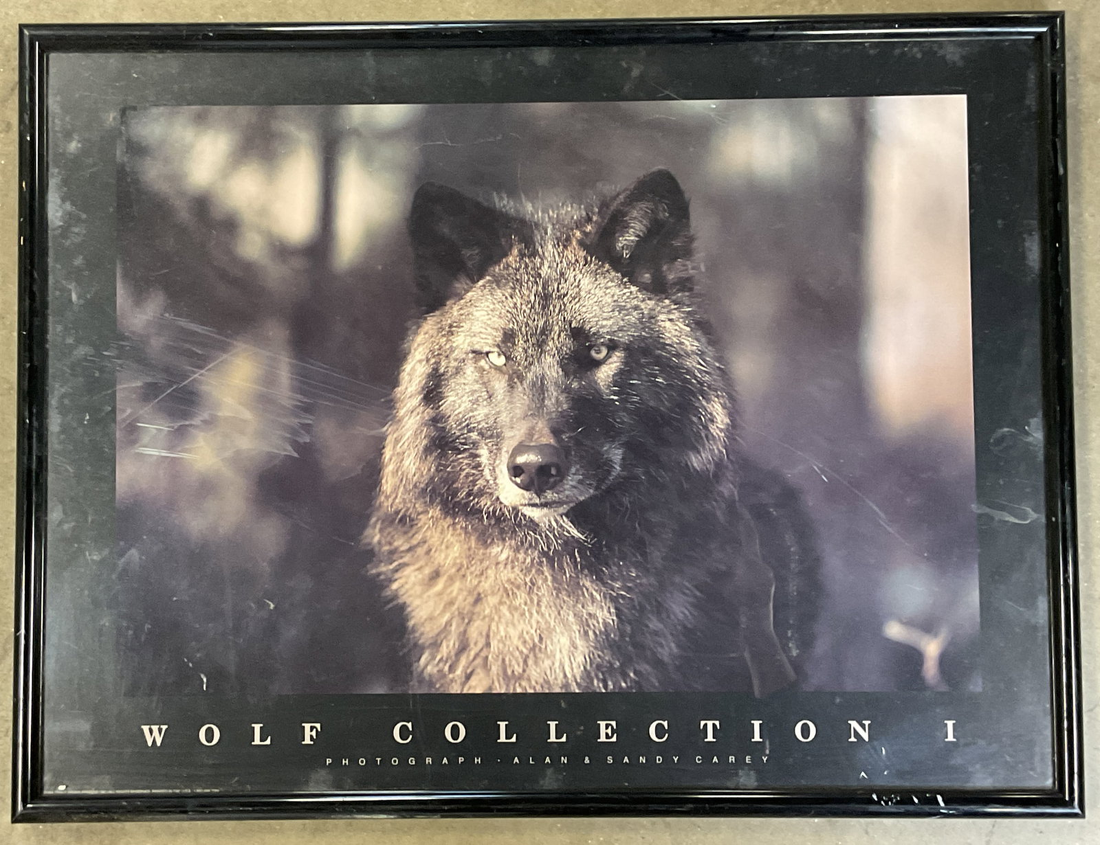 Framed Carey Wolf Collection I Lithograph 25in: Framed lithograph. Allan and Sandy Carey photography. Wolf Collection I. Black frame, not examined out of frame. Frame measures approx. 19 x 25 inches. Wear including scratching. Art, framed art, home
