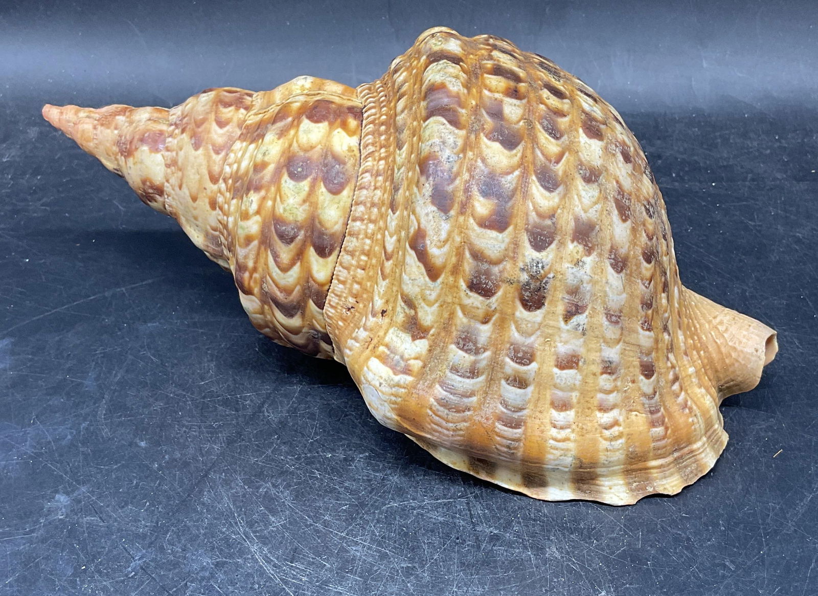 Triton Trumpet Conch Shell Specimen (1 of 6)