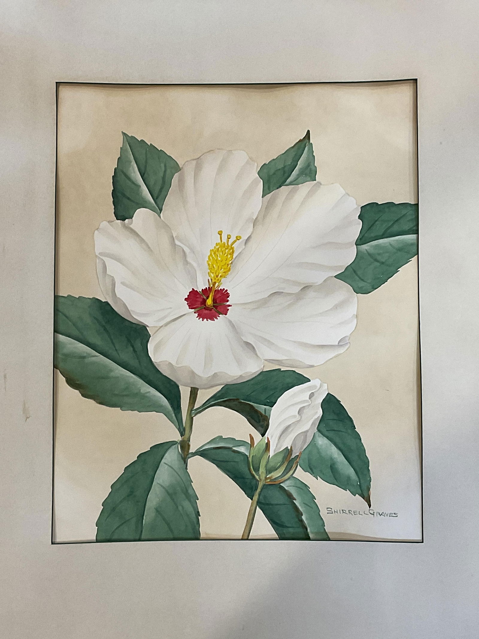 Sgn Shirrell Graves Hibiscus Watercolor Painting: Matted watercolor painting. Signed Shirrell Graves (American, 1884-1959). Hibiscus flower. Not examined out of frame. Paper measures approx. 19 x 14.5 inches. Wear including foxing and tearing.