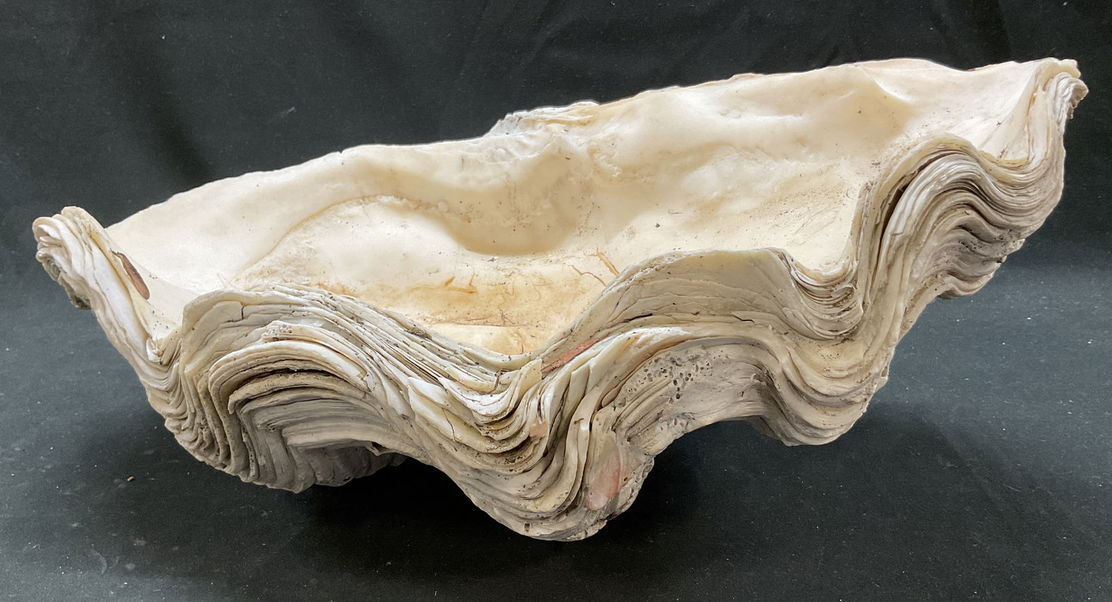 Natural Large Clam Shell Specimen (1 of 9)