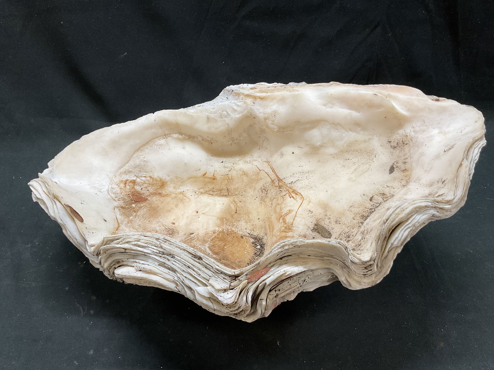Natural Large Clam Shell Specimen - 2