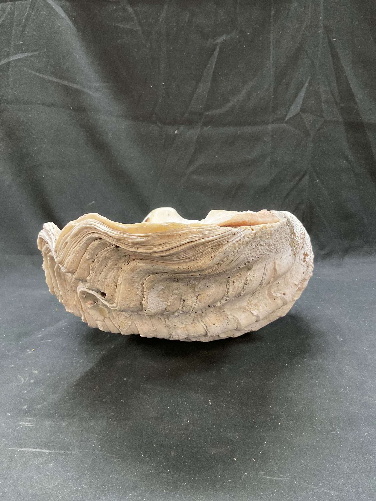 Natural Large Clam Shell Specimen - 3