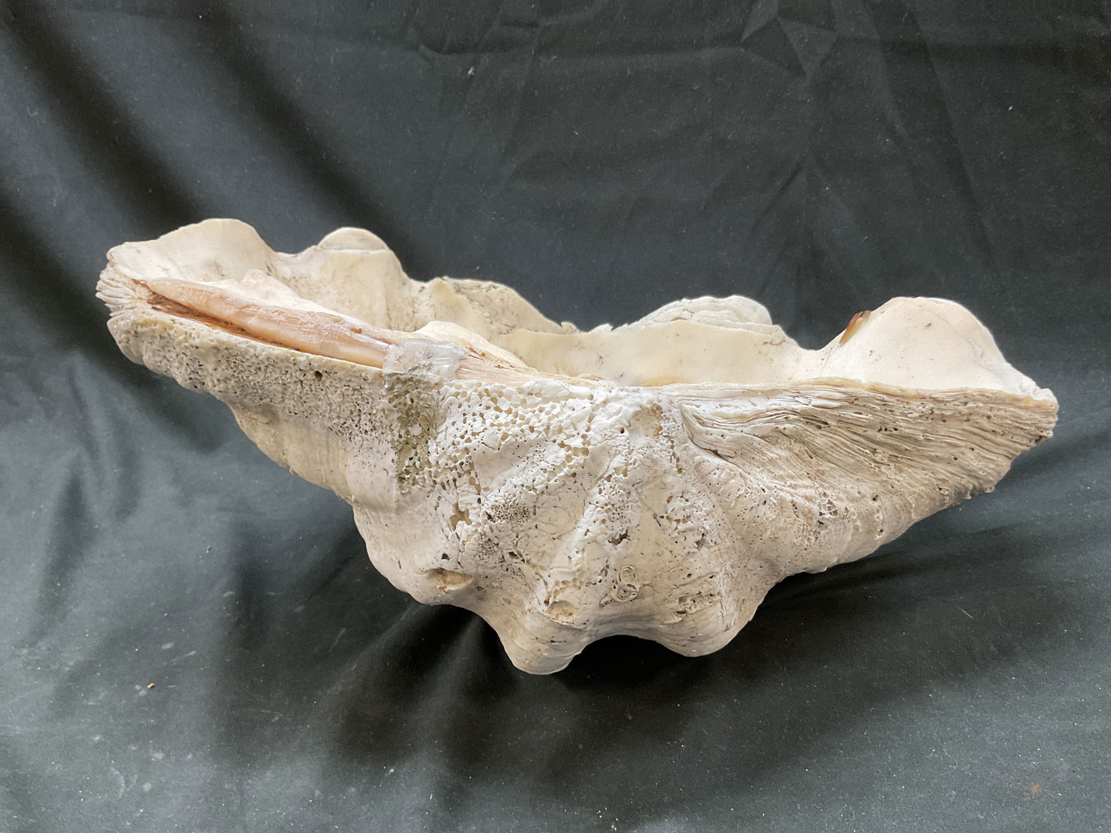 Natural Large Clam Shell Specimen - 4