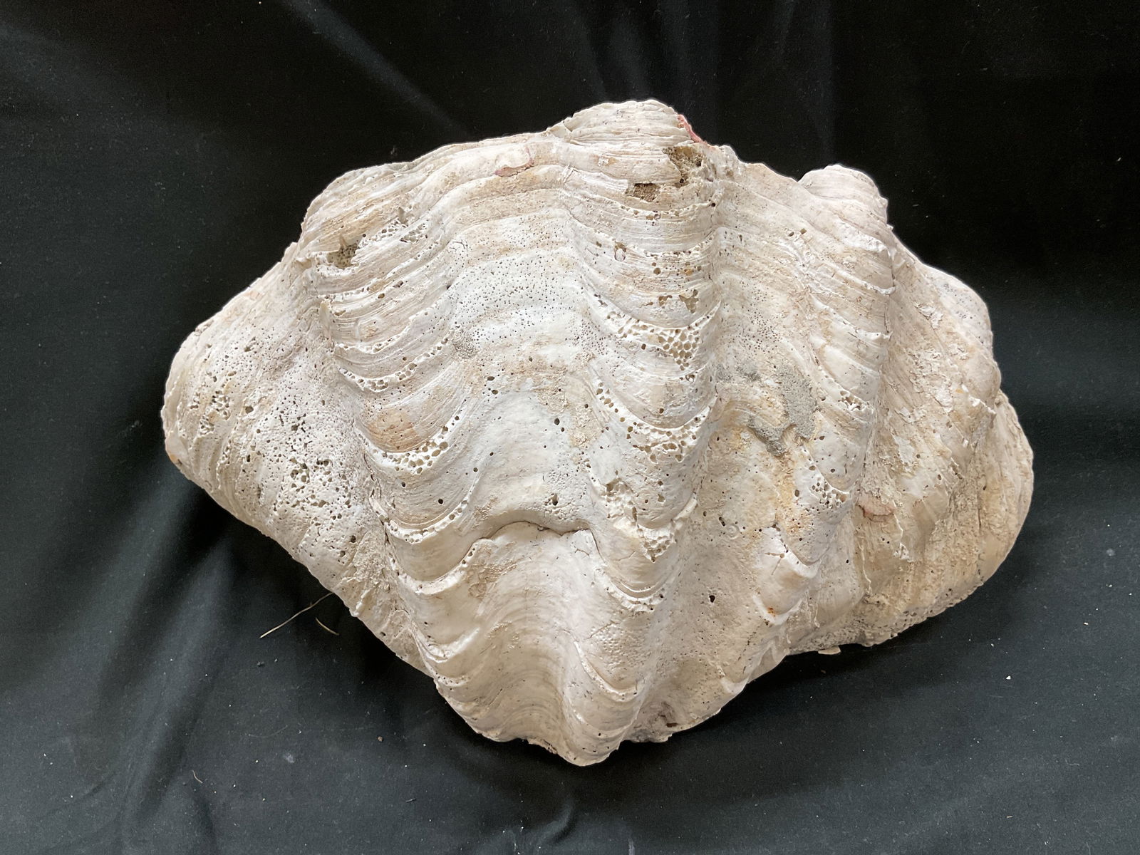 Natural Large Clam Shell Specimen - 5