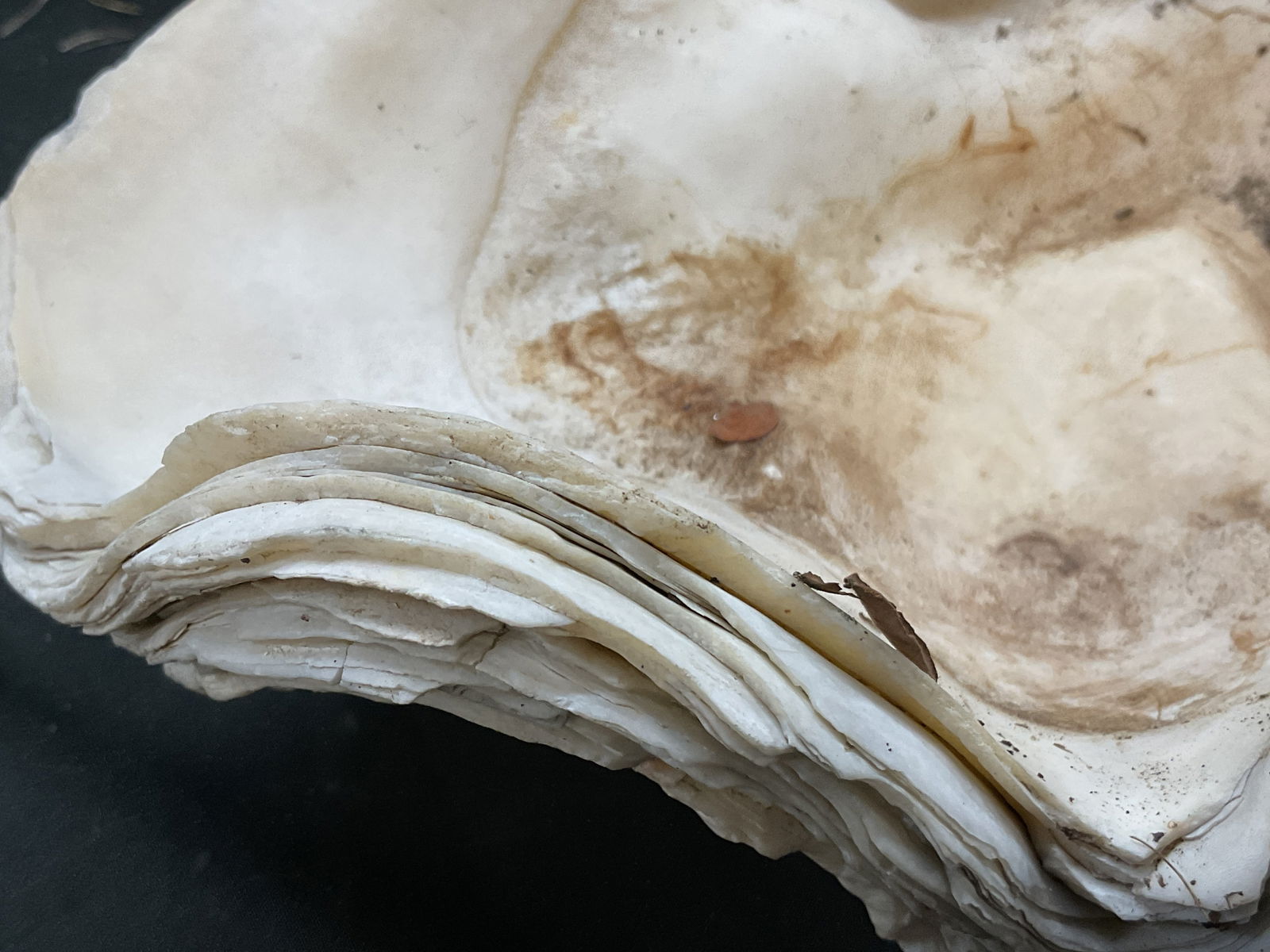 Natural Large Clam Shell Specimen - 6