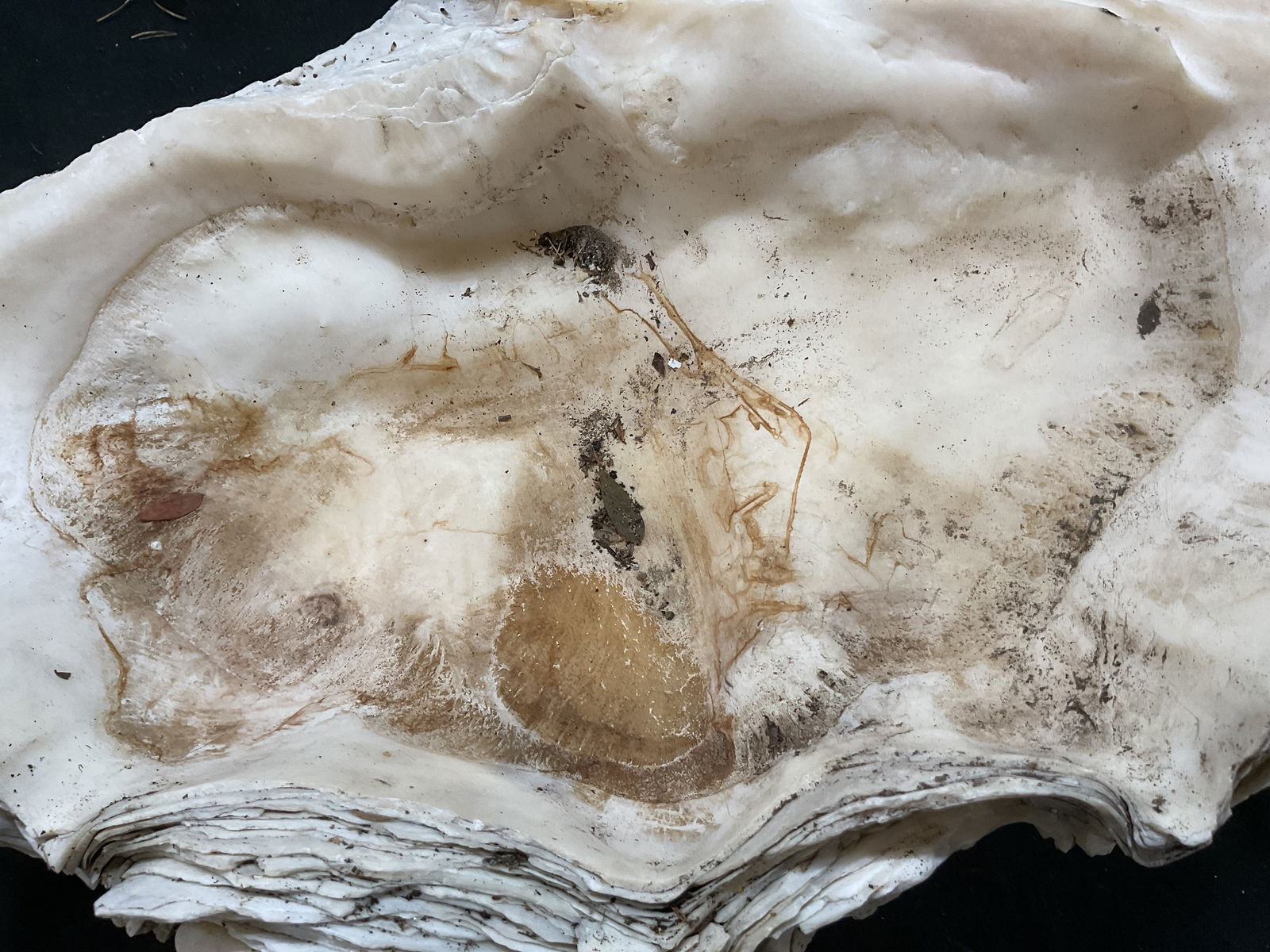 Natural Large Clam Shell Specimen - 7