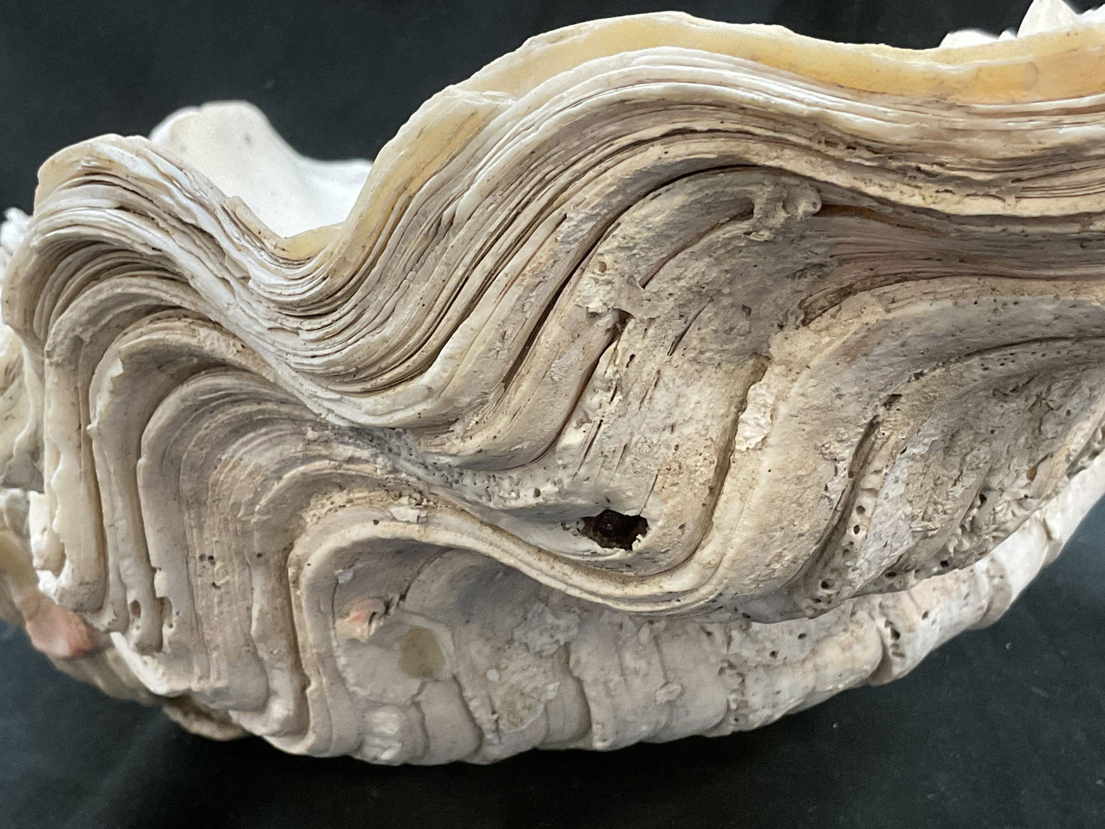Natural Large Clam Shell Specimen - 8