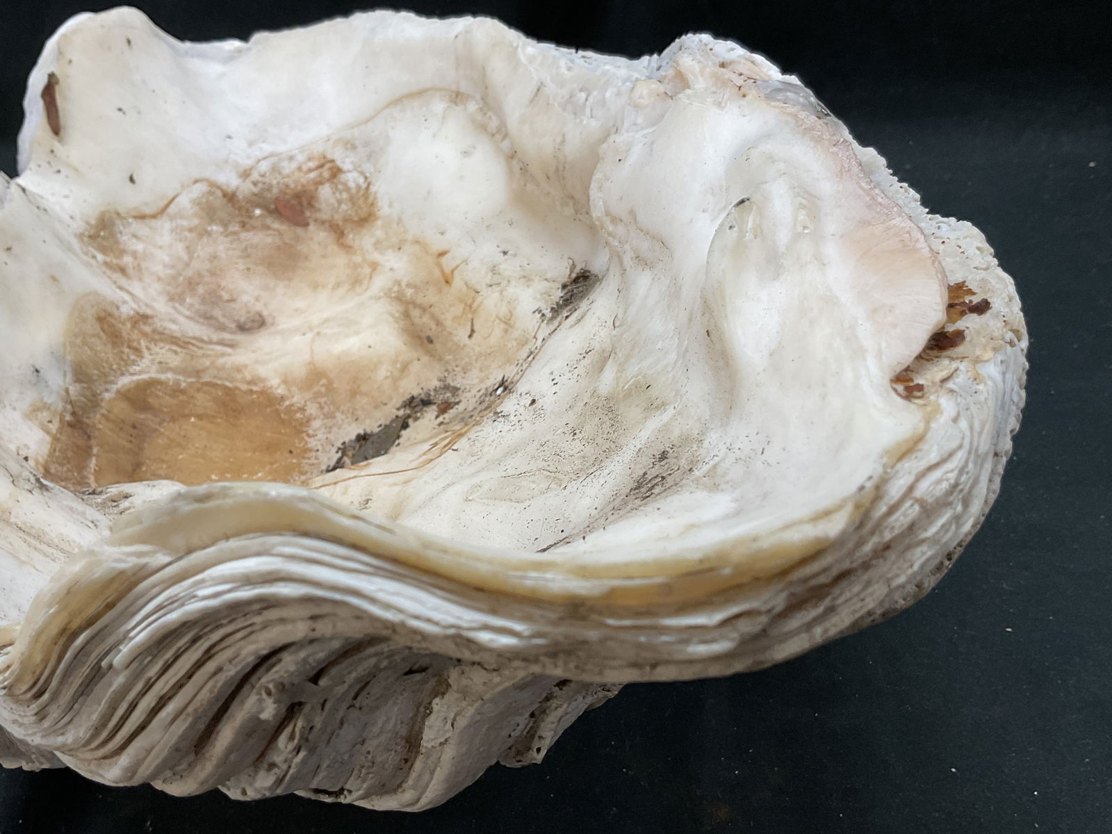 Natural Large Clam Shell Specimen - 9